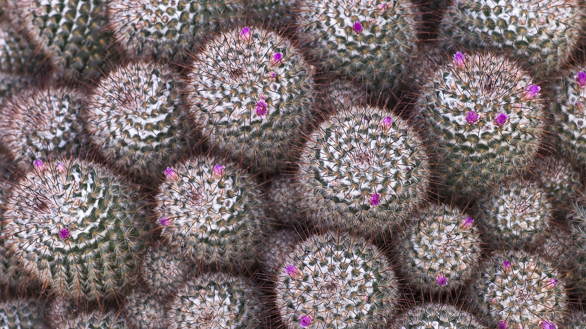Awesome Cactus free wallpaper ID:408608 for hd 1080p PC
