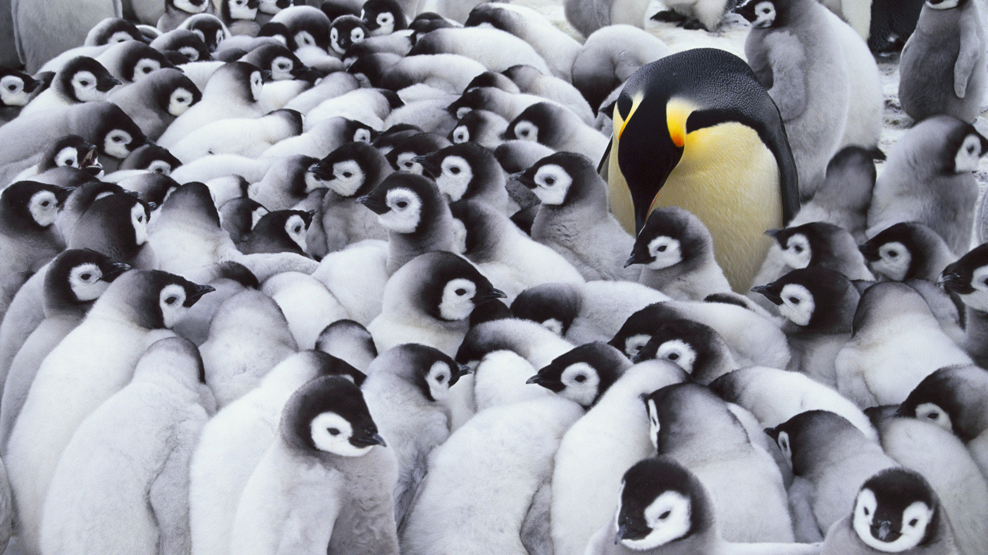 Awesome Emperor Penguin free background ID:47924 for full hd 1080p PC