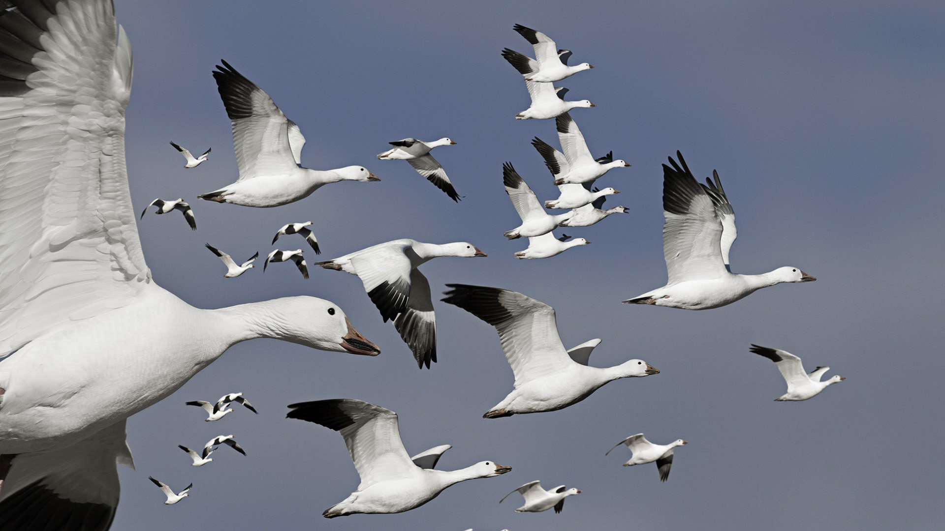 Free download Goose background ID:142397 hd 1080p for desktop