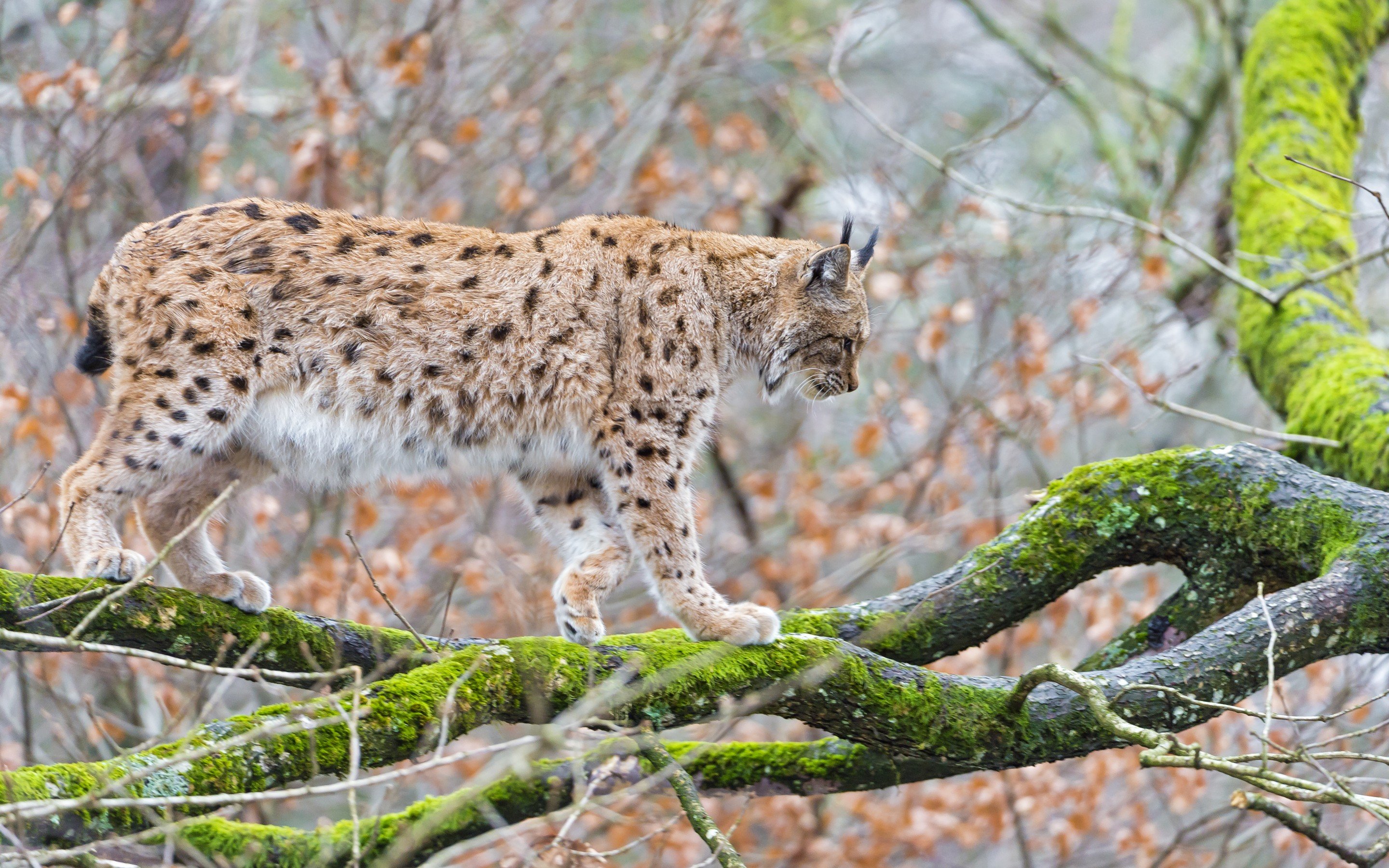 Best Lynx background ID:105696 for High Resolution hd 2880x1800 computer