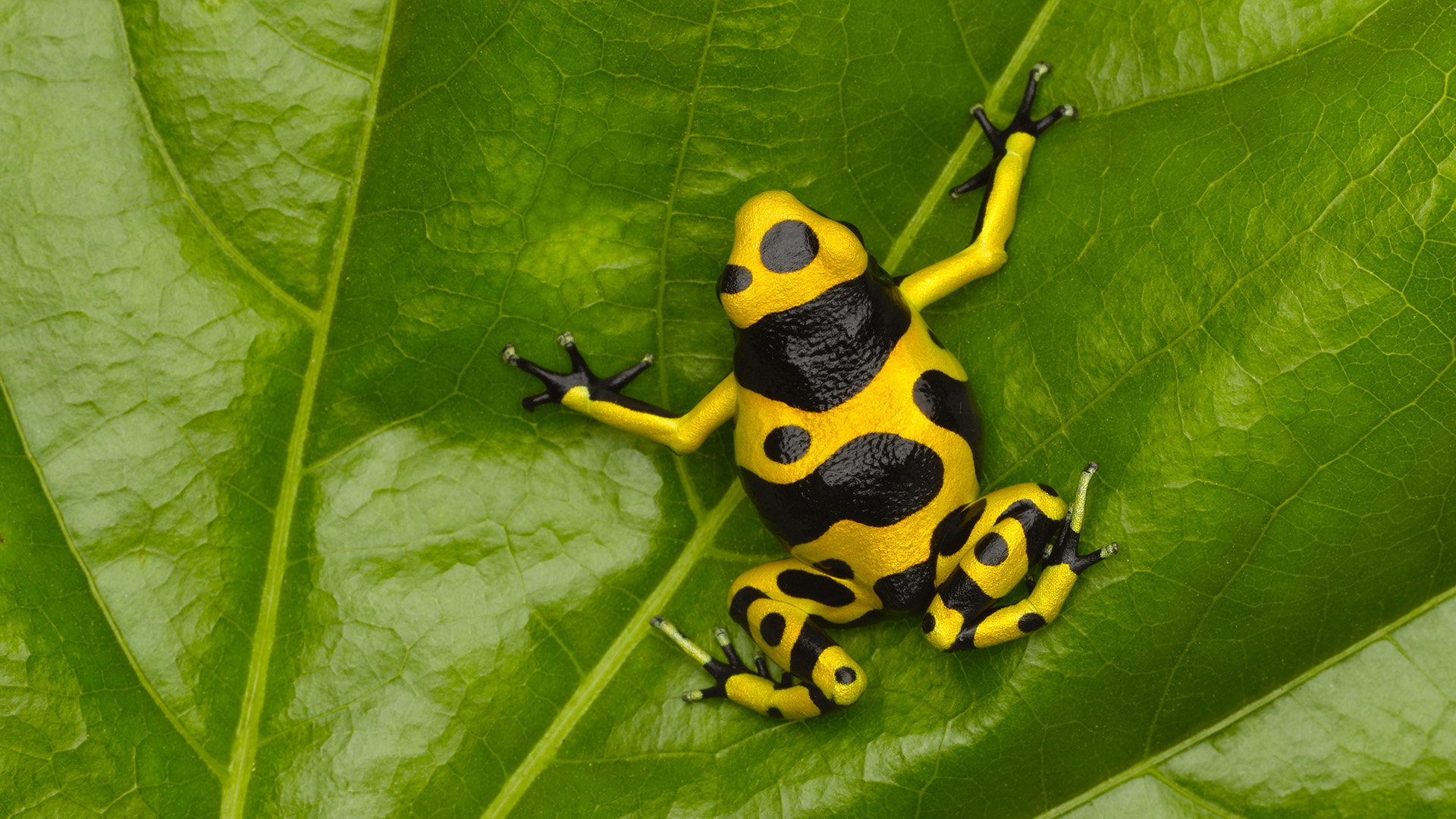 Free Poison Dart Frog high quality background ID:253532 for full hd 1920x1080 PC