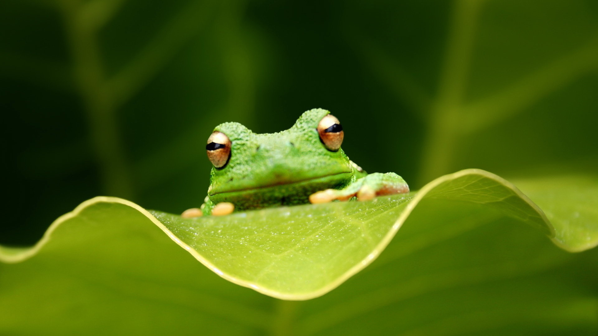 High resolution Tree Frog full hd 1080p background ID:385893 for desktop