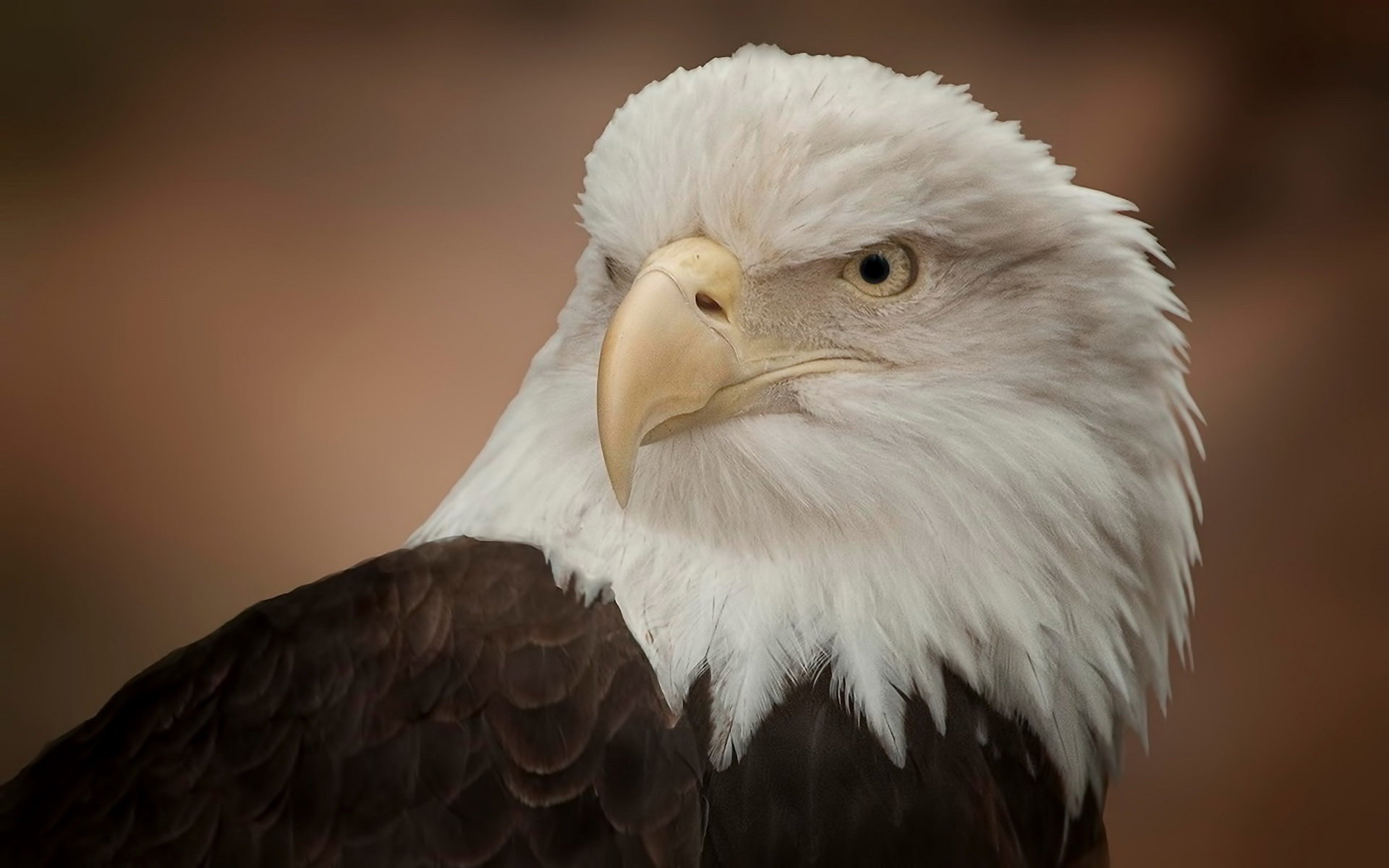 High resolution American Bald Eagle hd 1920x1200 background ID:68786 for PC