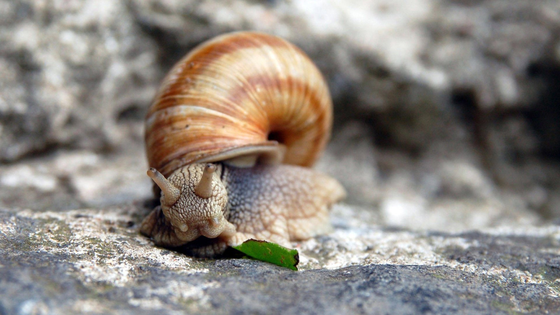 Free Snail high quality wallpaper ID:198824 for hd 1920x1080 computer