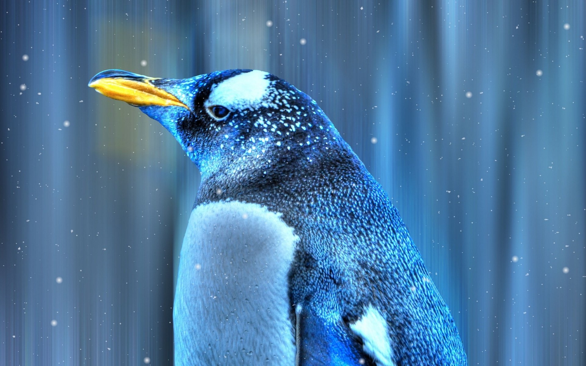 Free download Emperor Penguin wallpaper ID:47915 hd 1920x1200 for computer