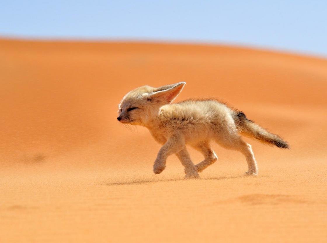 Awesome Fennec Fox free wallpaper ID:137655 for hd 1120x832 PC