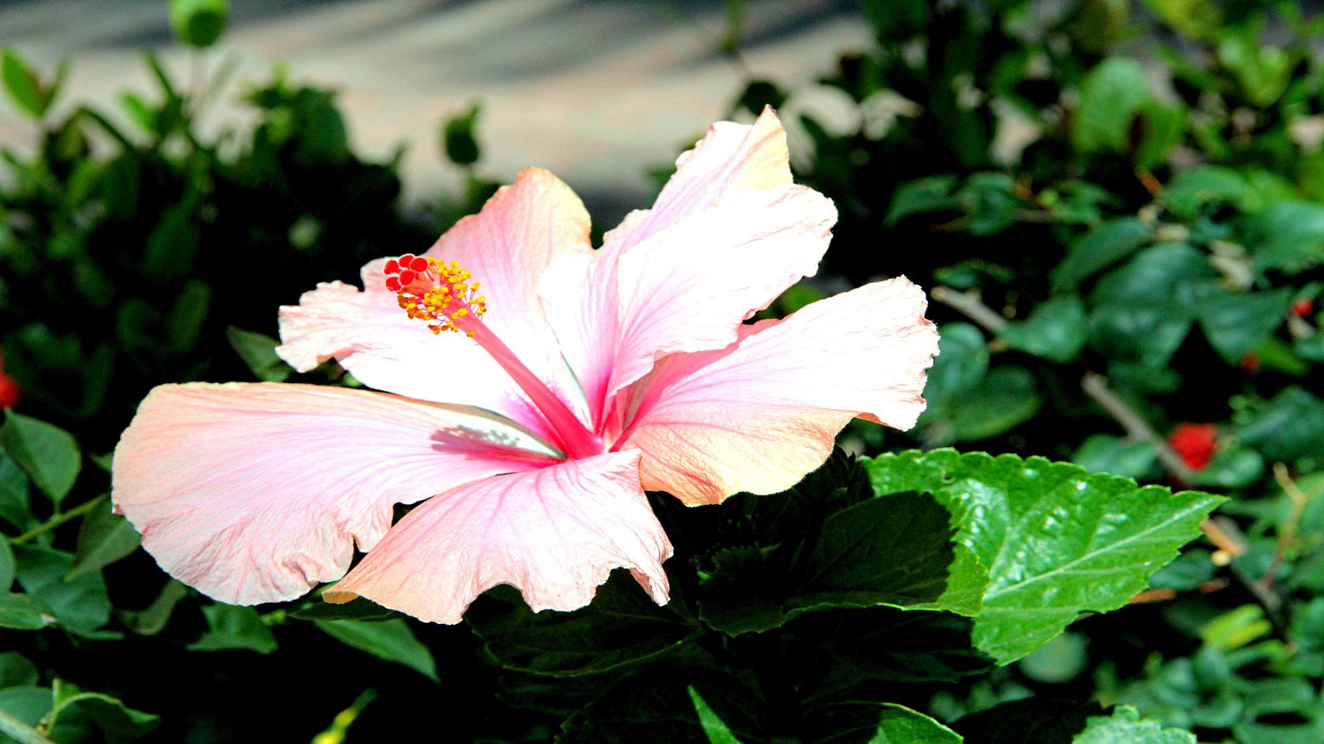 High resolution Hibiscus full hd 1080p background ID:24444 for PC