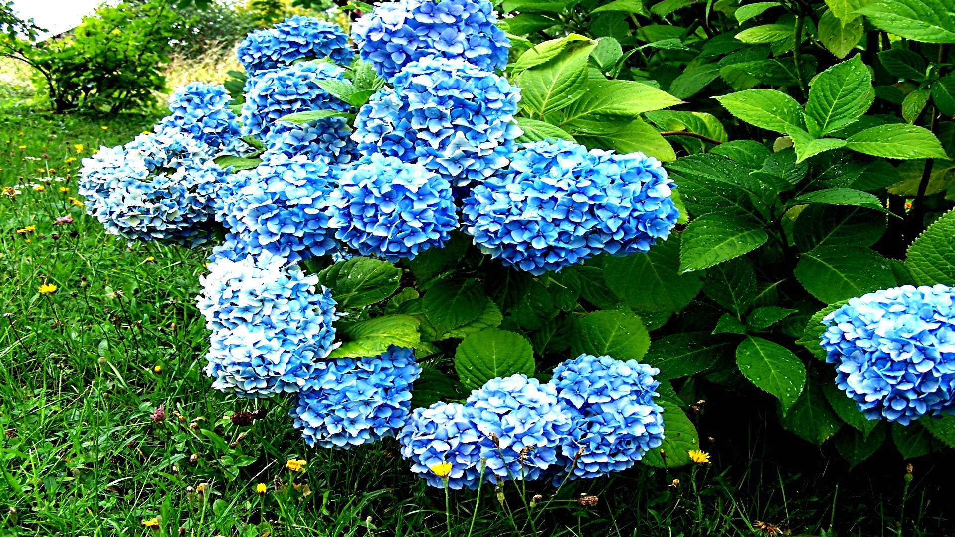Best Hydrangea background ID:282329 for High Resolution full hd PC