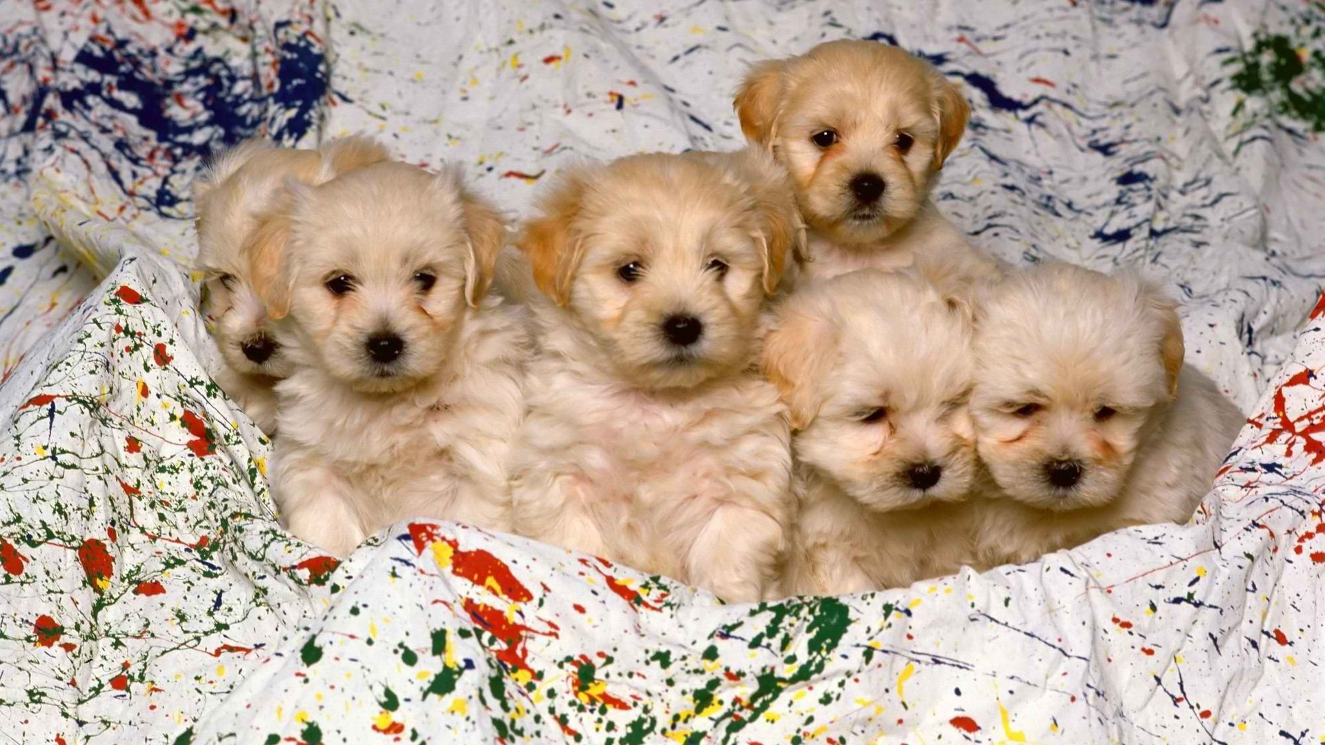 Download 1080p Puppy PC wallpaper ID:46697 for free