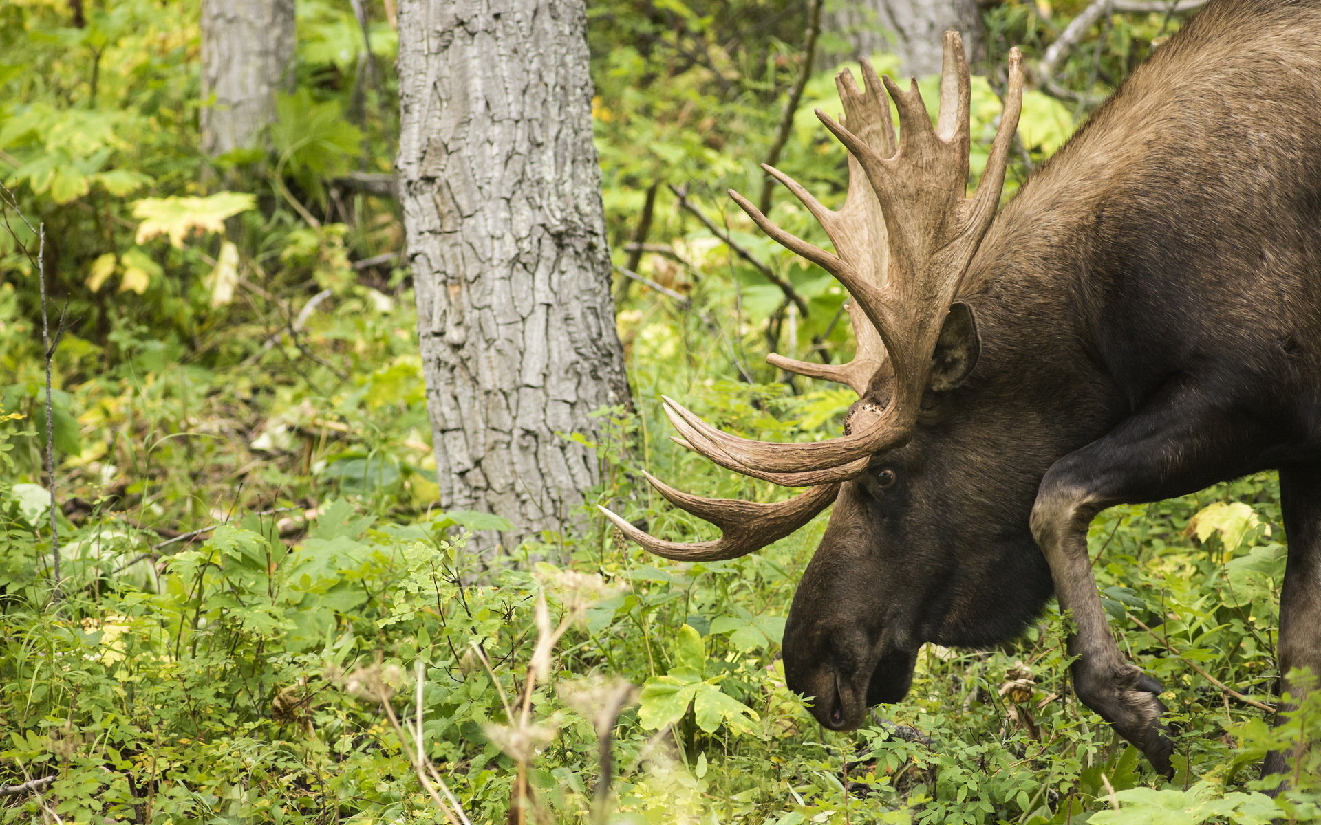 Awesome Moose free wallpaper ID:346718 for hd 1920x1200 desktop