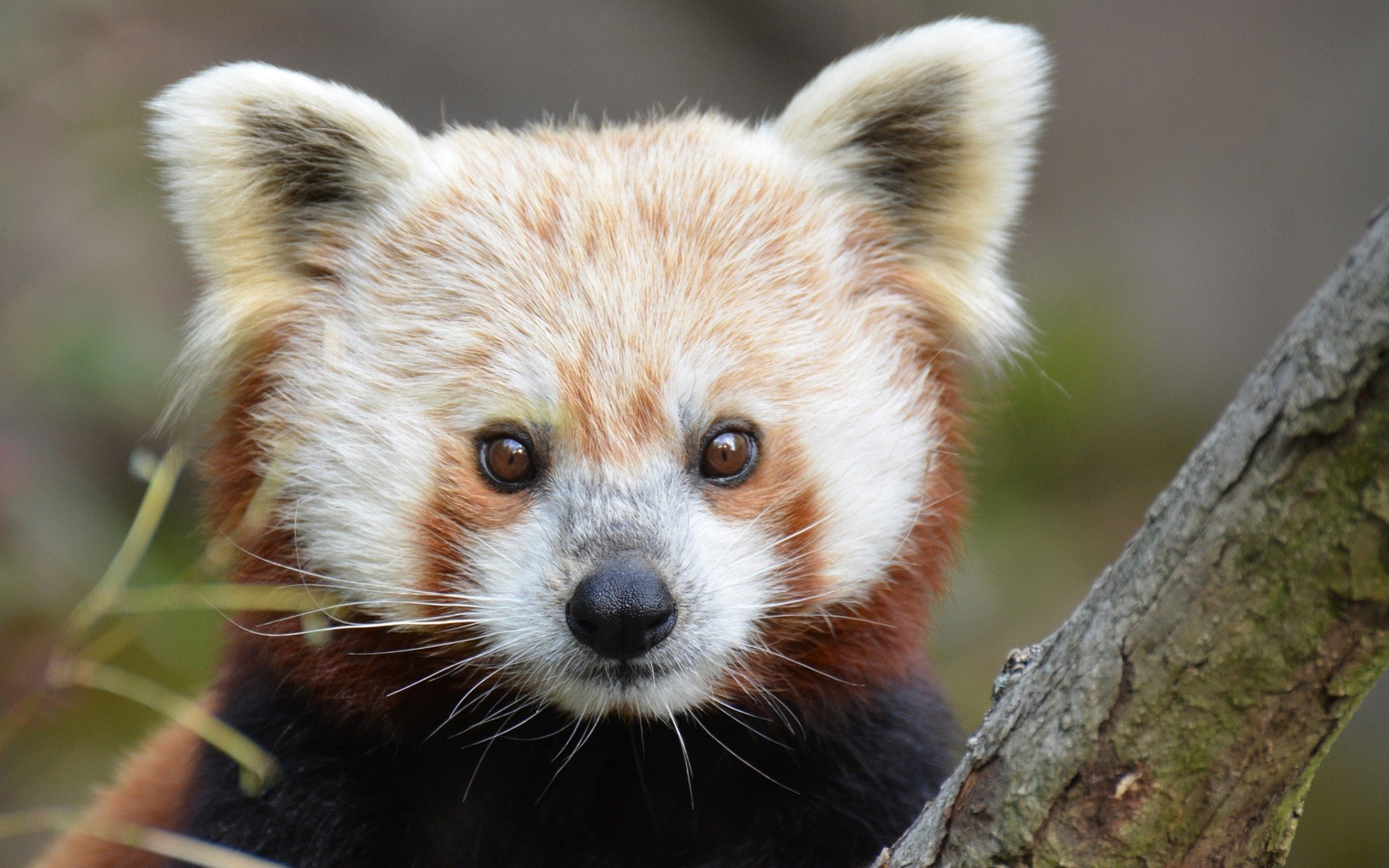 Awesome Red Panda free wallpaper ID:64016 for hd 1920x1200 computer