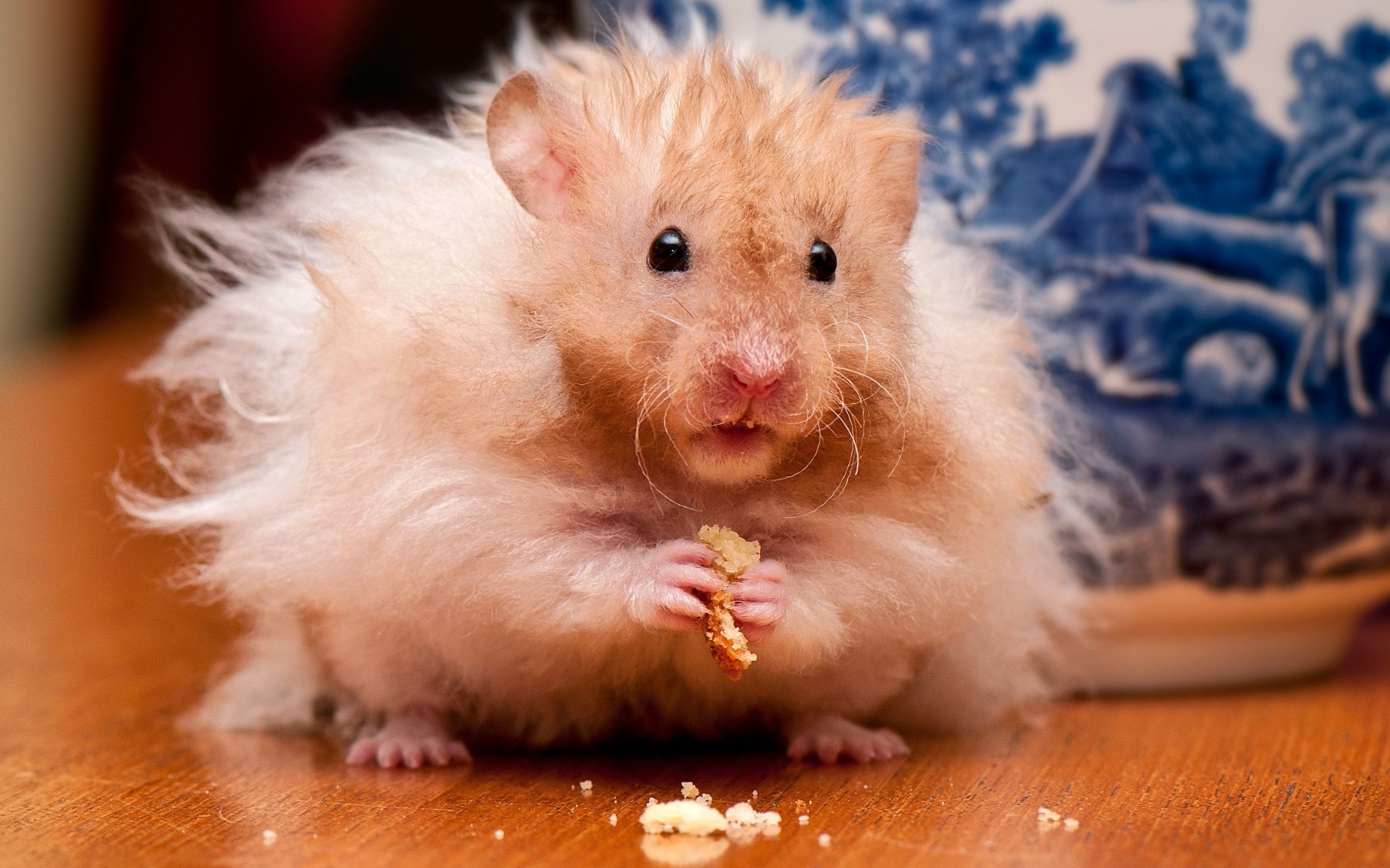 Free download Hamster wallpaper ID:234044 hd 2560x1600 for computer