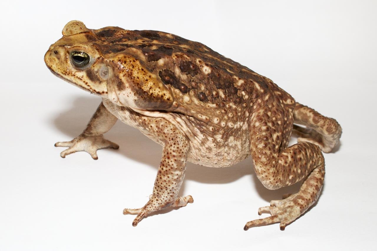 High resolution Toad hd 1280x854 background ID:58487 for PC