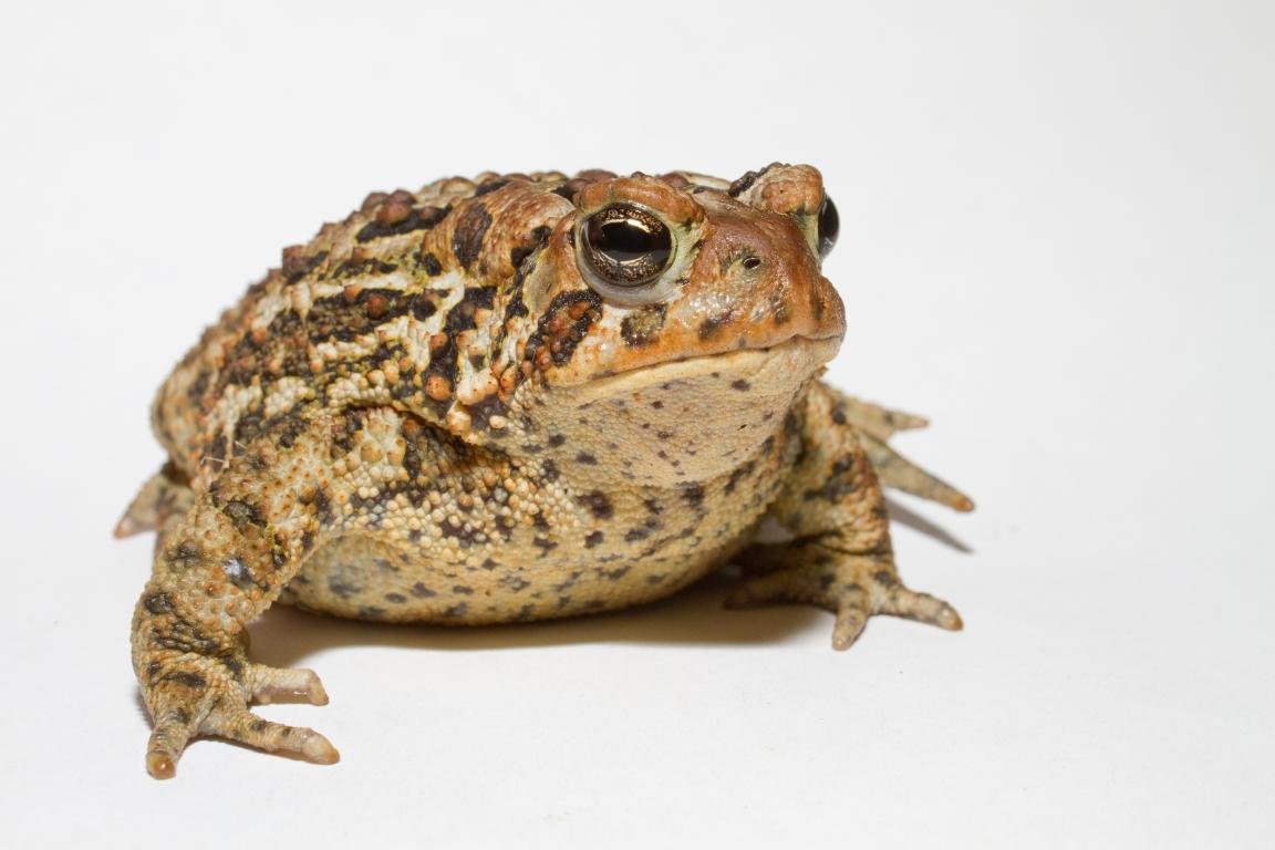 Awesome Toad free wallpaper ID:58507 for hd 1152x768 desktop