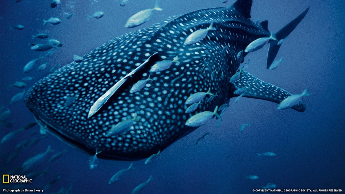 Best Whale Shark wallpaper ID:134824 for High Resolution hd 1366x768 PC