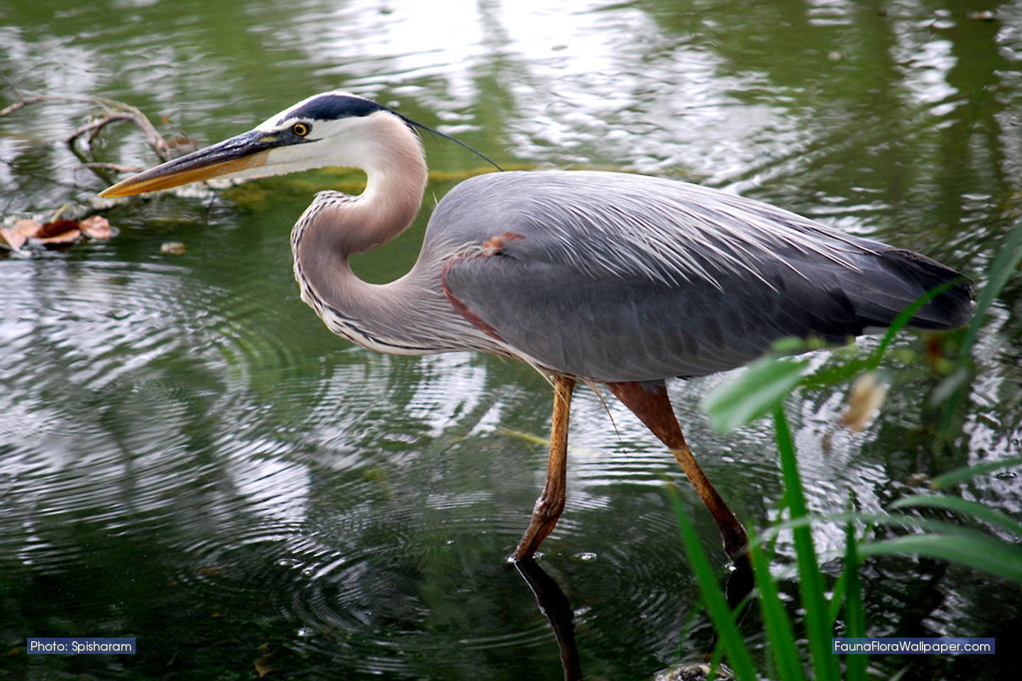 Best Heron background ID:253365 for High Resolution hd 1440x960 computer