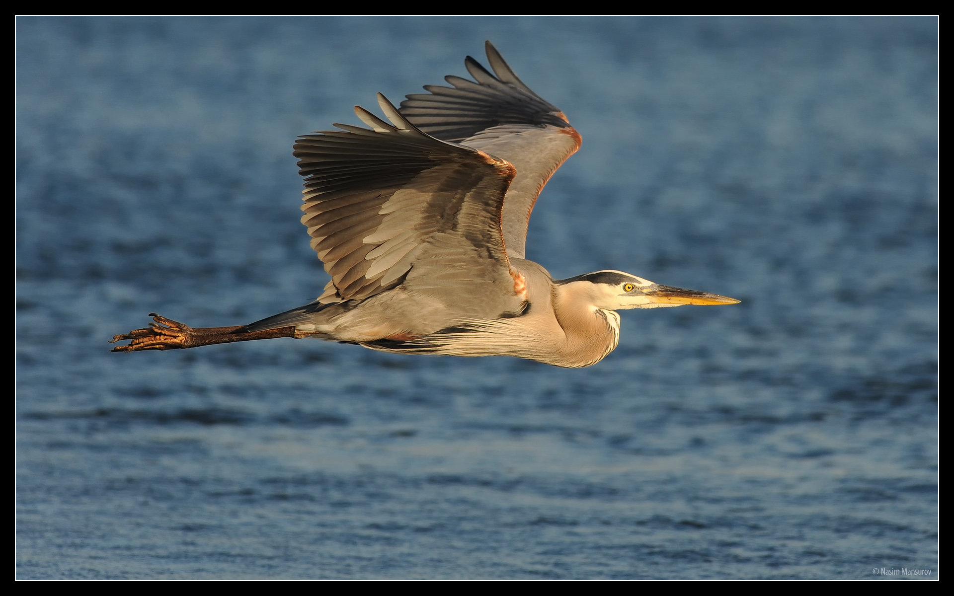 Download hd 1920x1200 Heron PC background ID:253379 for free