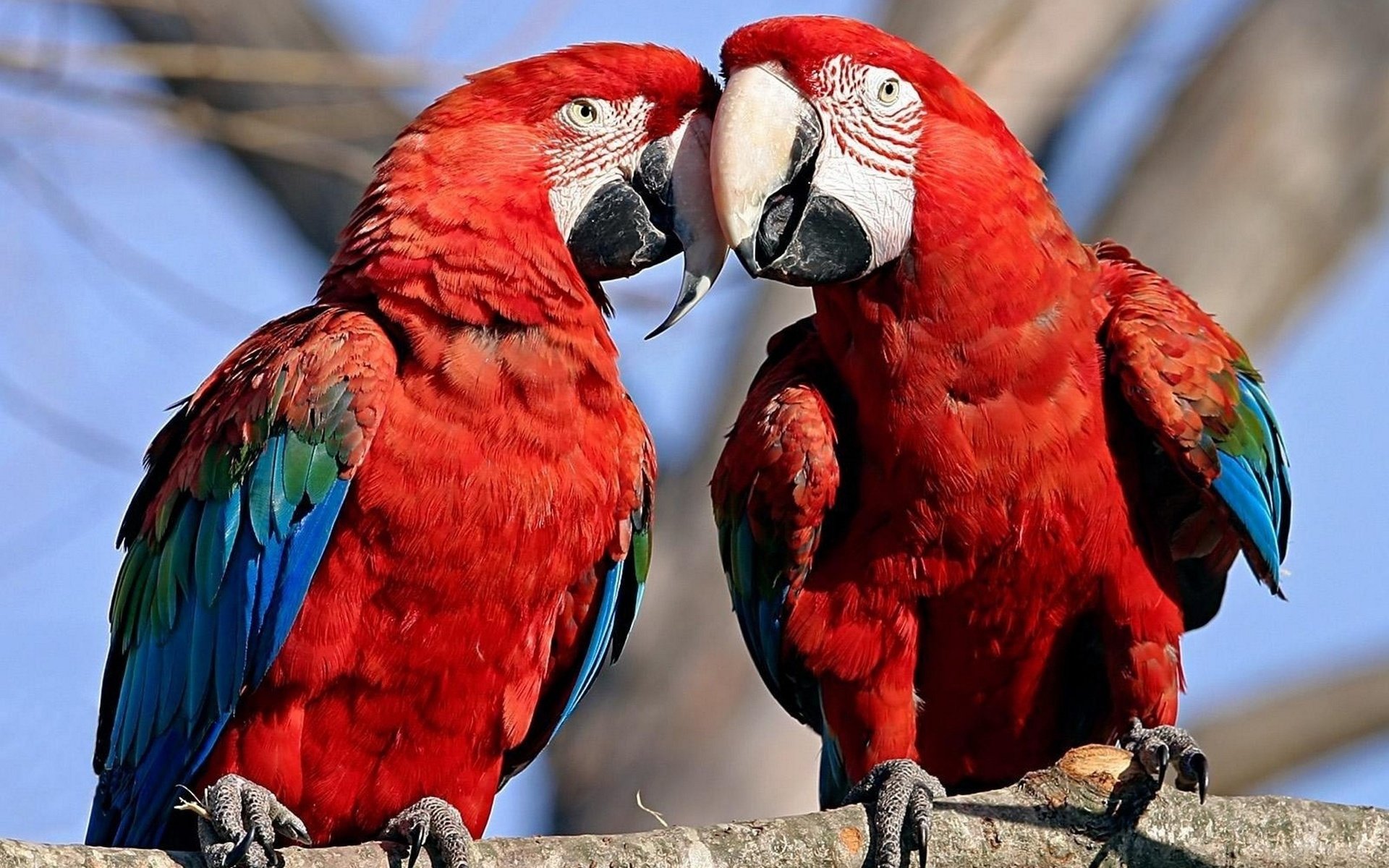 Free download Macaw background ID:46337 hd 1920x1200 for desktop