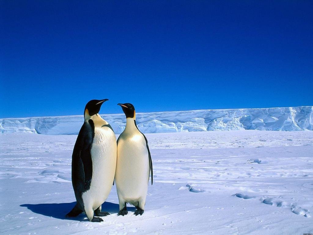 Best Emperor Penguin background ID:47913 for High Resolution hd 1024x768 computer