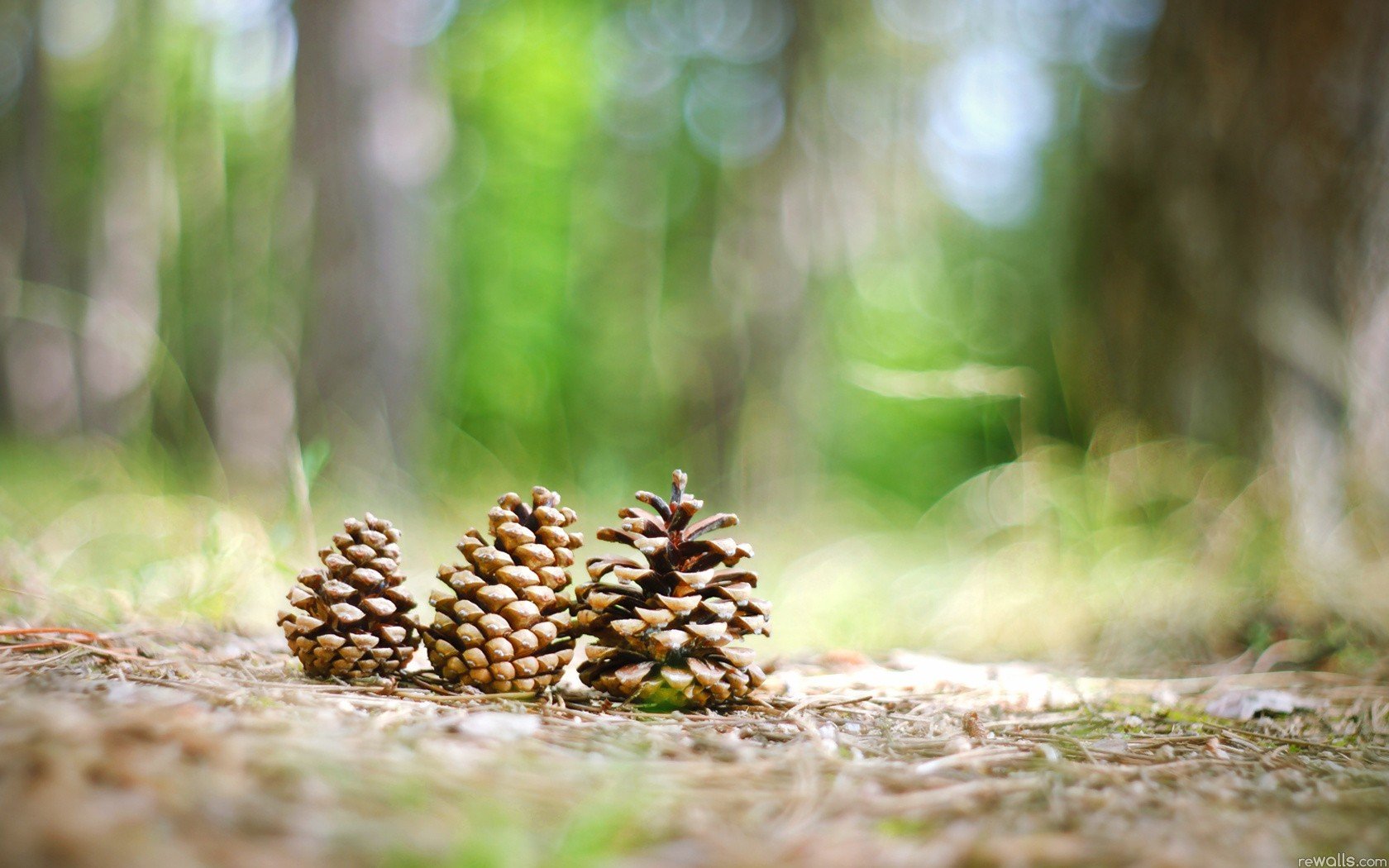 Free download Pine Cone wallpaper ID:463623 hd 1680x1050 for computer