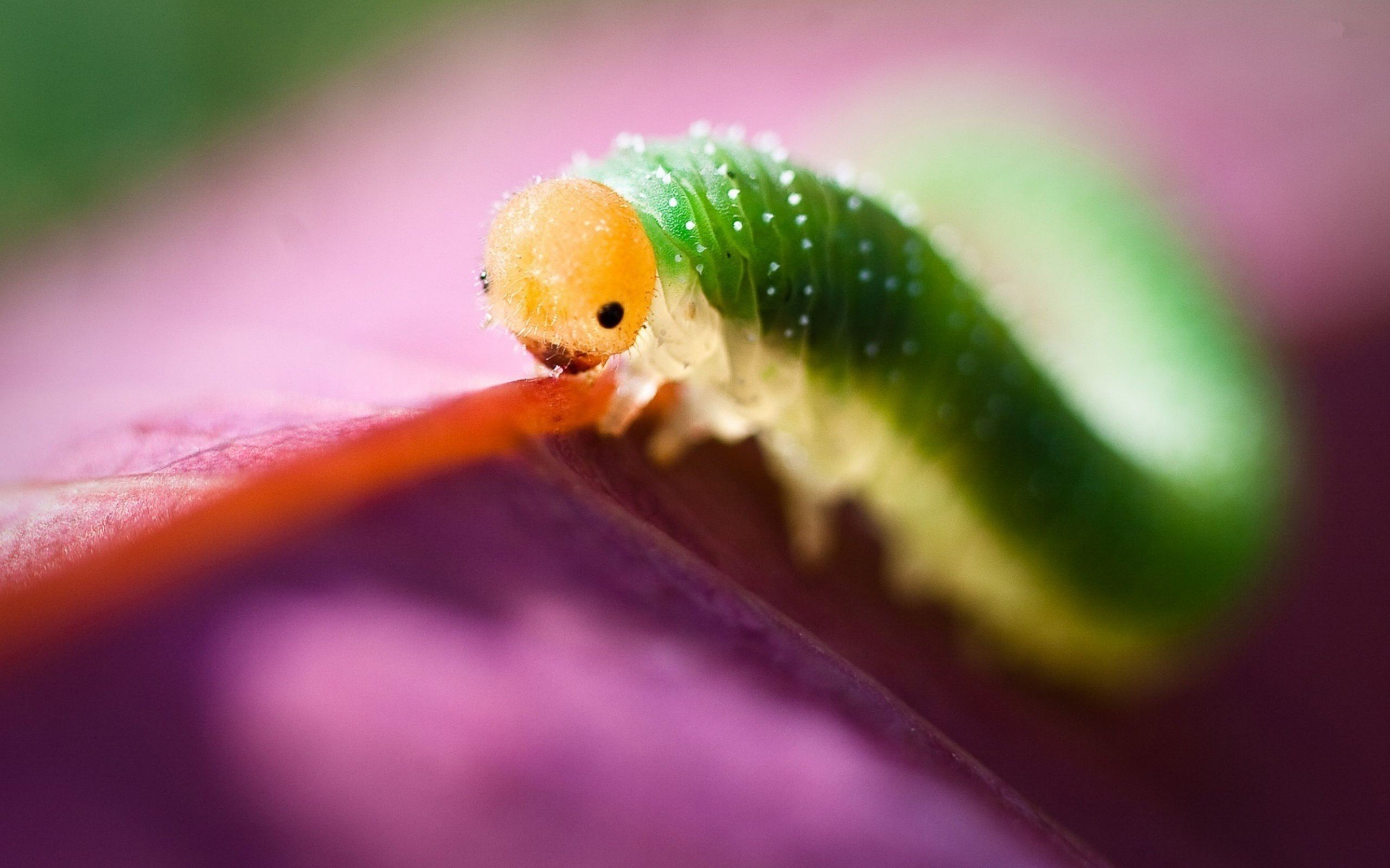 Awesome Caterpillar free background ID:383685 for hd 2880x1800 computer