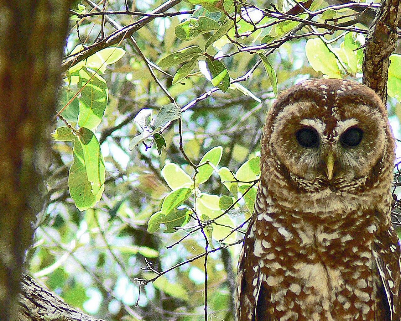 Free Owl high quality wallpaper ID:236901 for hd 1280x1024 PC