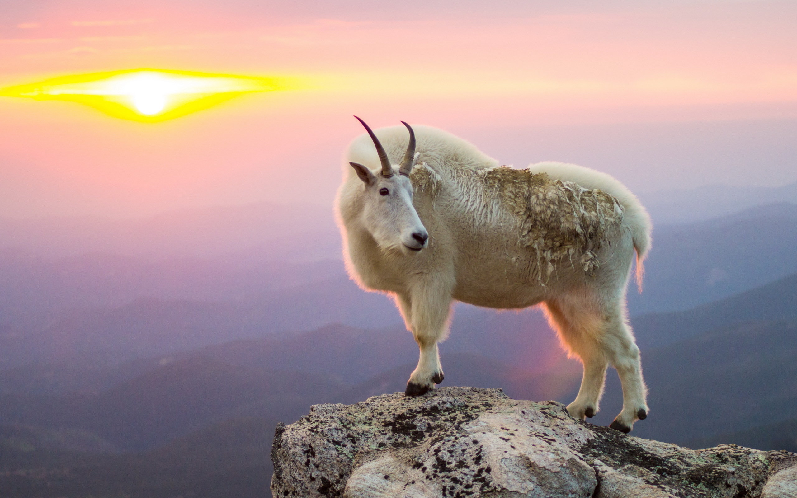 Awesome Goat free background ID:466792 for hd 2560x1600 desktop