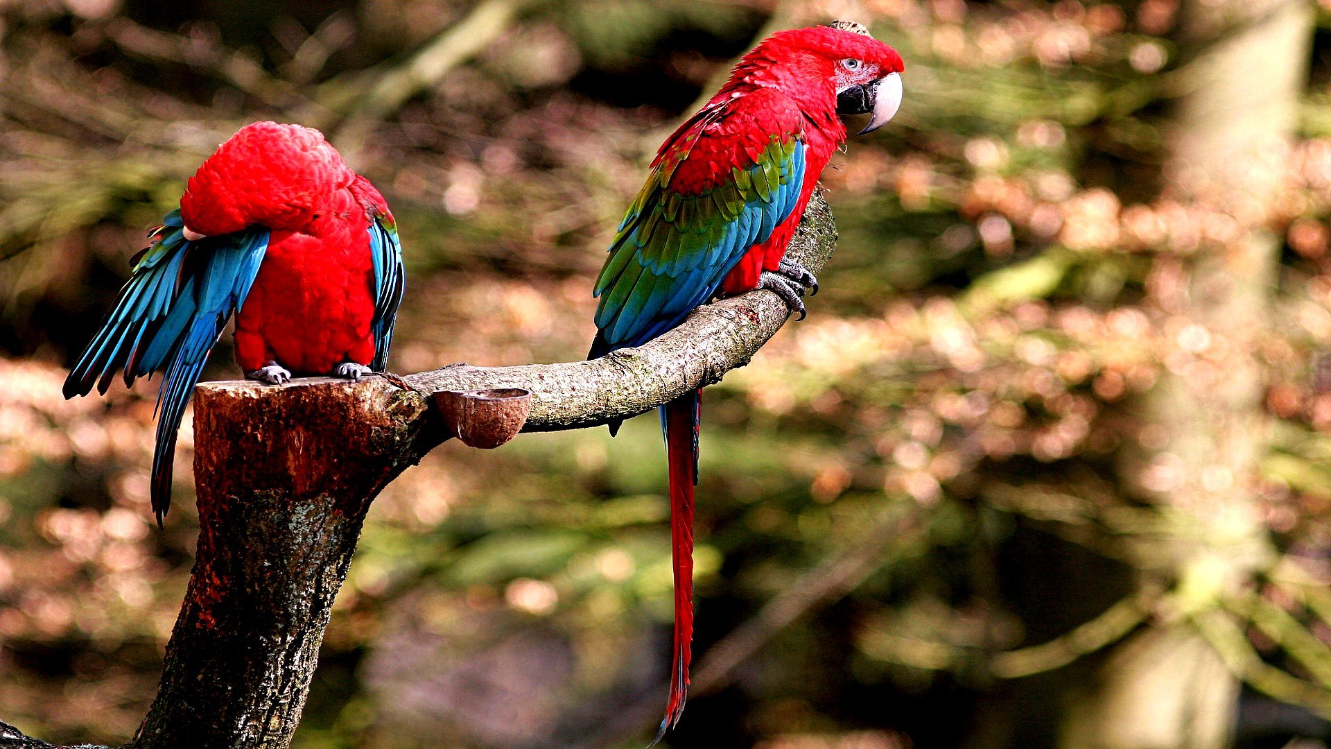 Free Macaw high quality background ID:46356 for 1080p desktop