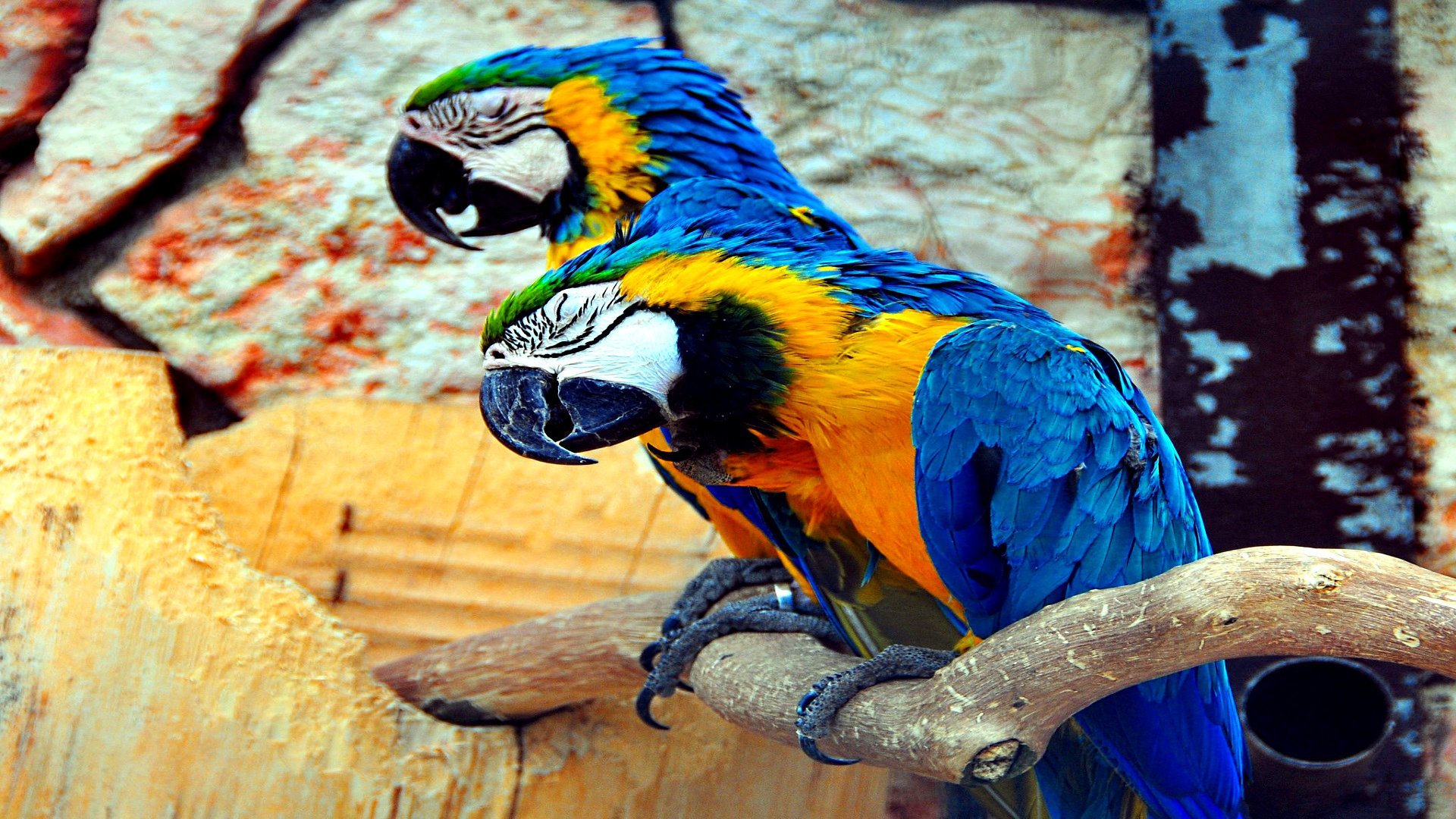 Awesome Macaw free wallpaper ID:46489 for hd 1920x1080 desktop