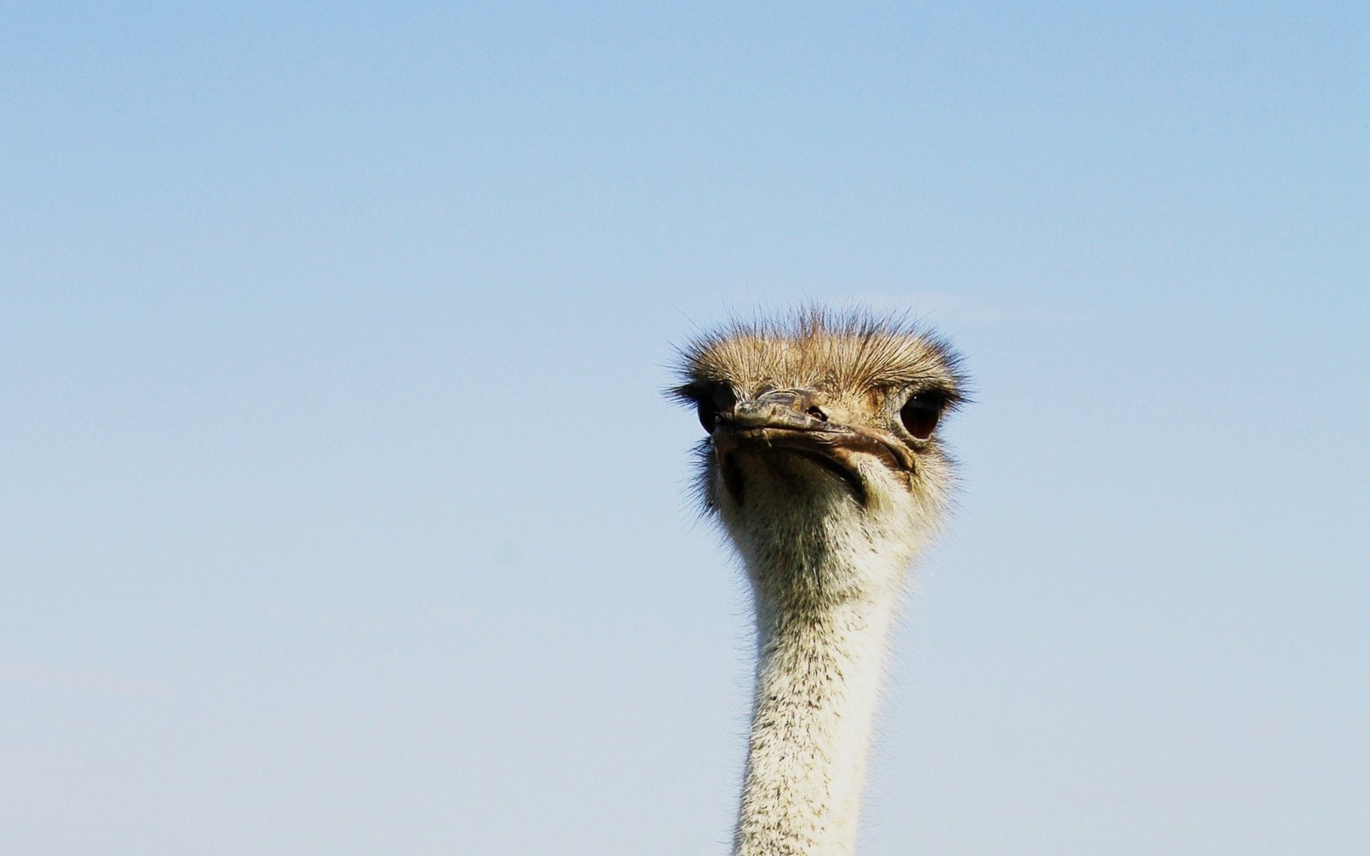 Awesome Ostrich free background ID:290158 for hd 1920x1200 desktop