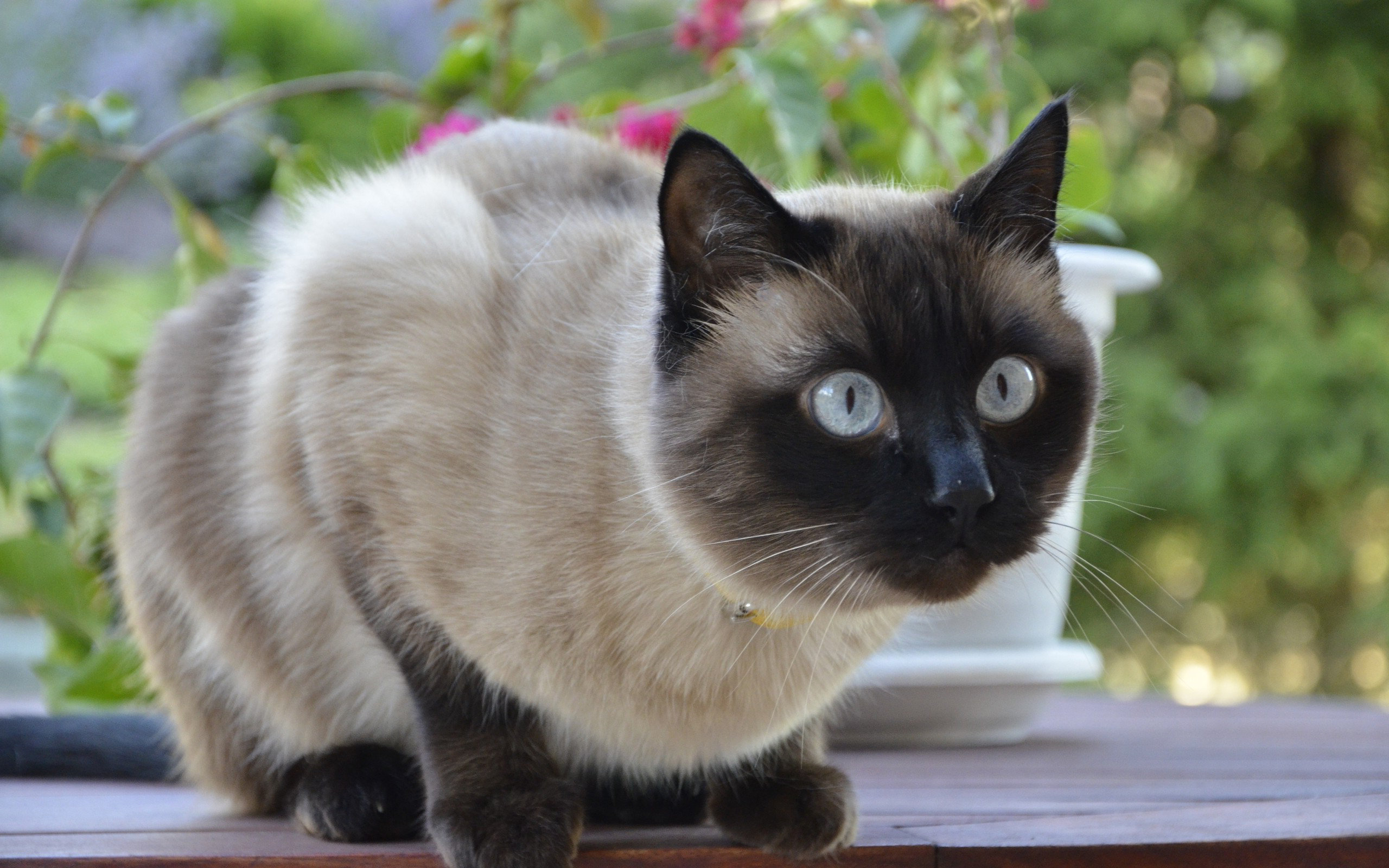 Download hd 2560x1600 Siamese Cat computer wallpaper ID:53380 for free