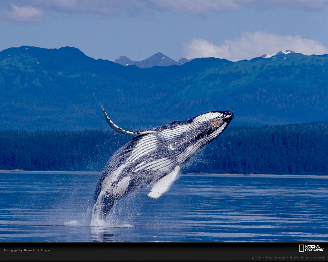 Awesome Whale free background ID:463282 for hd 1280x1024 computer