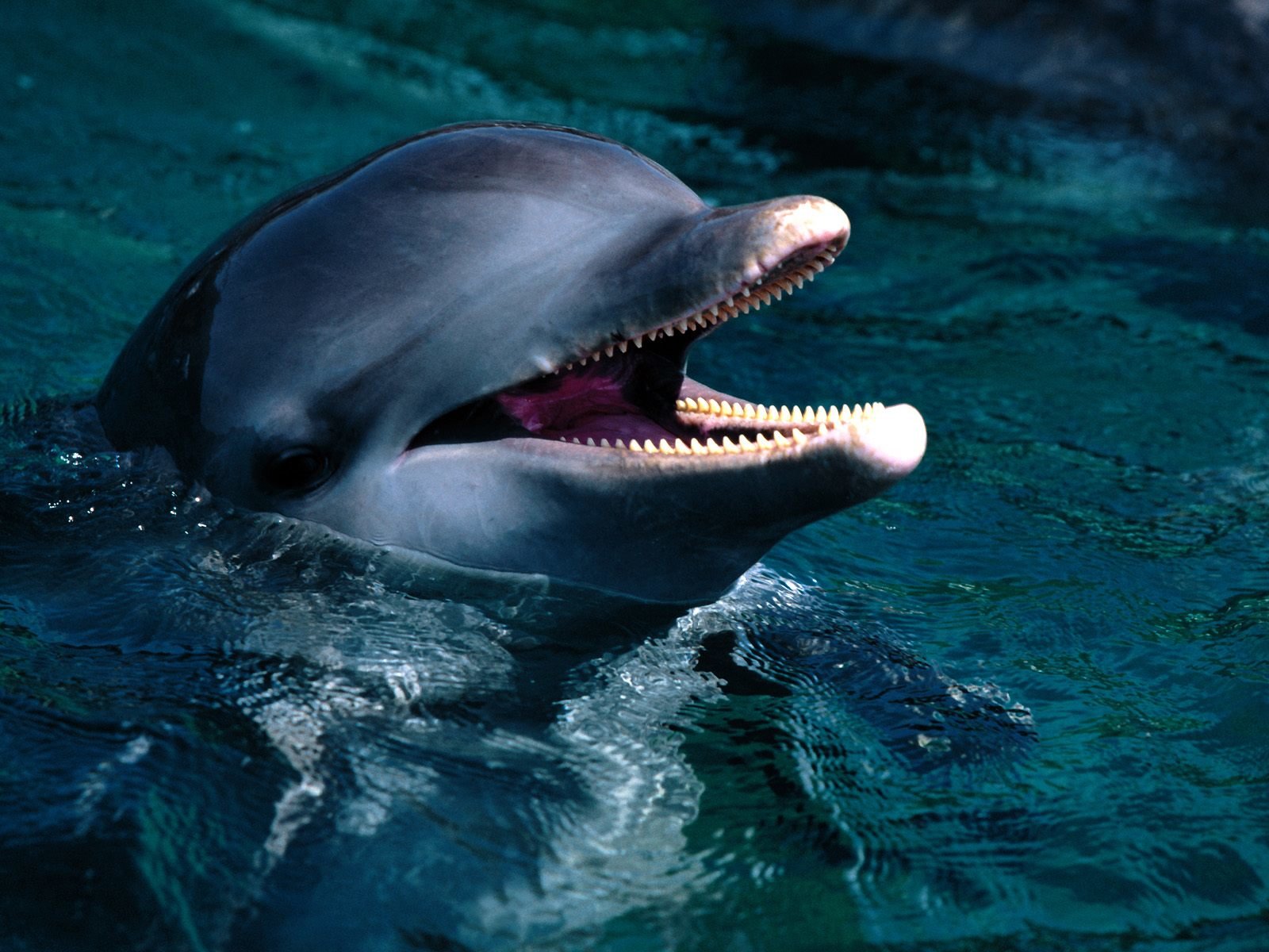 Free download Dolphin background ID:248423 hd 1600x1200 for PC