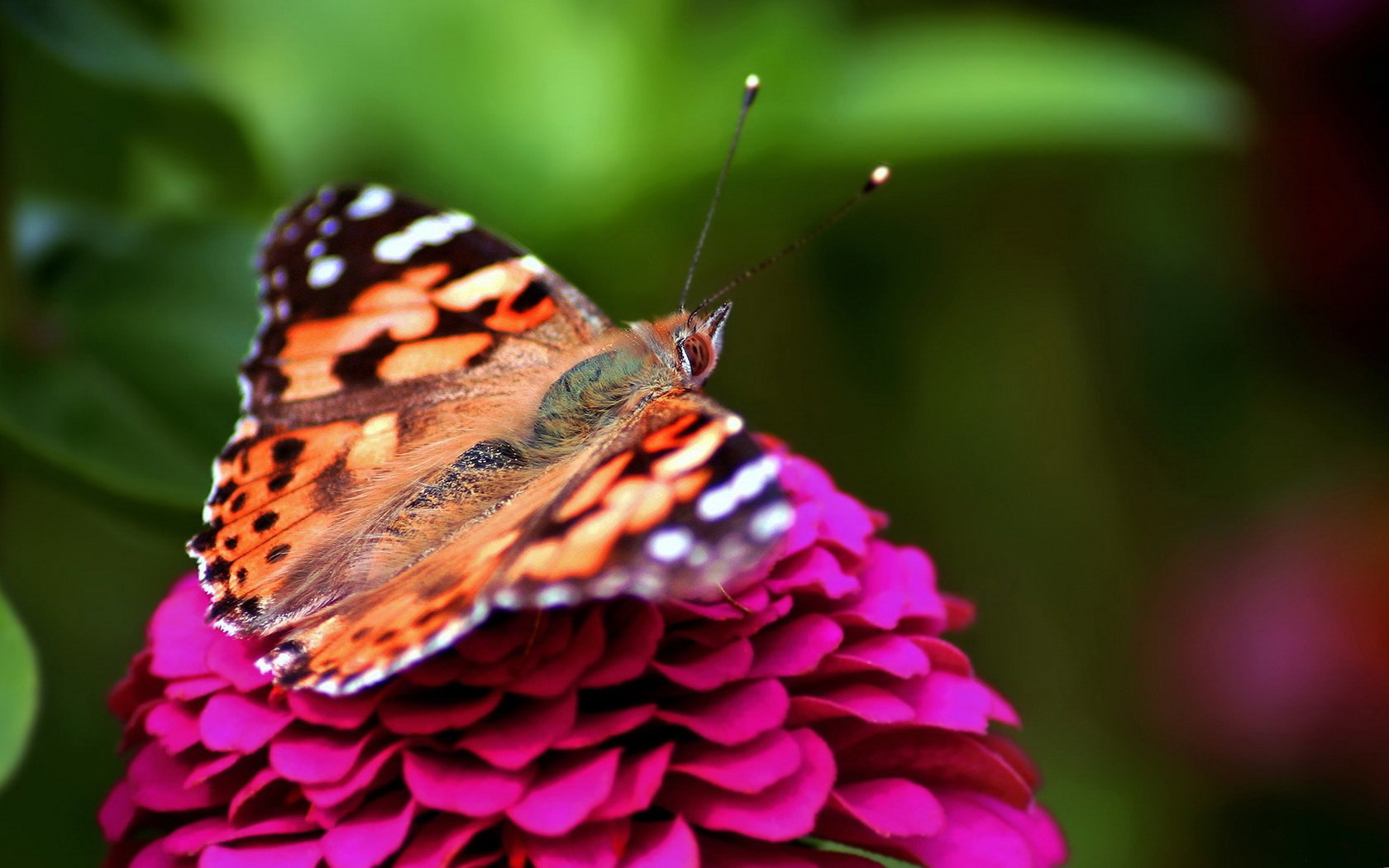 Awesome Butterfly free background ID:168636 for hd 1680x1050 computer
