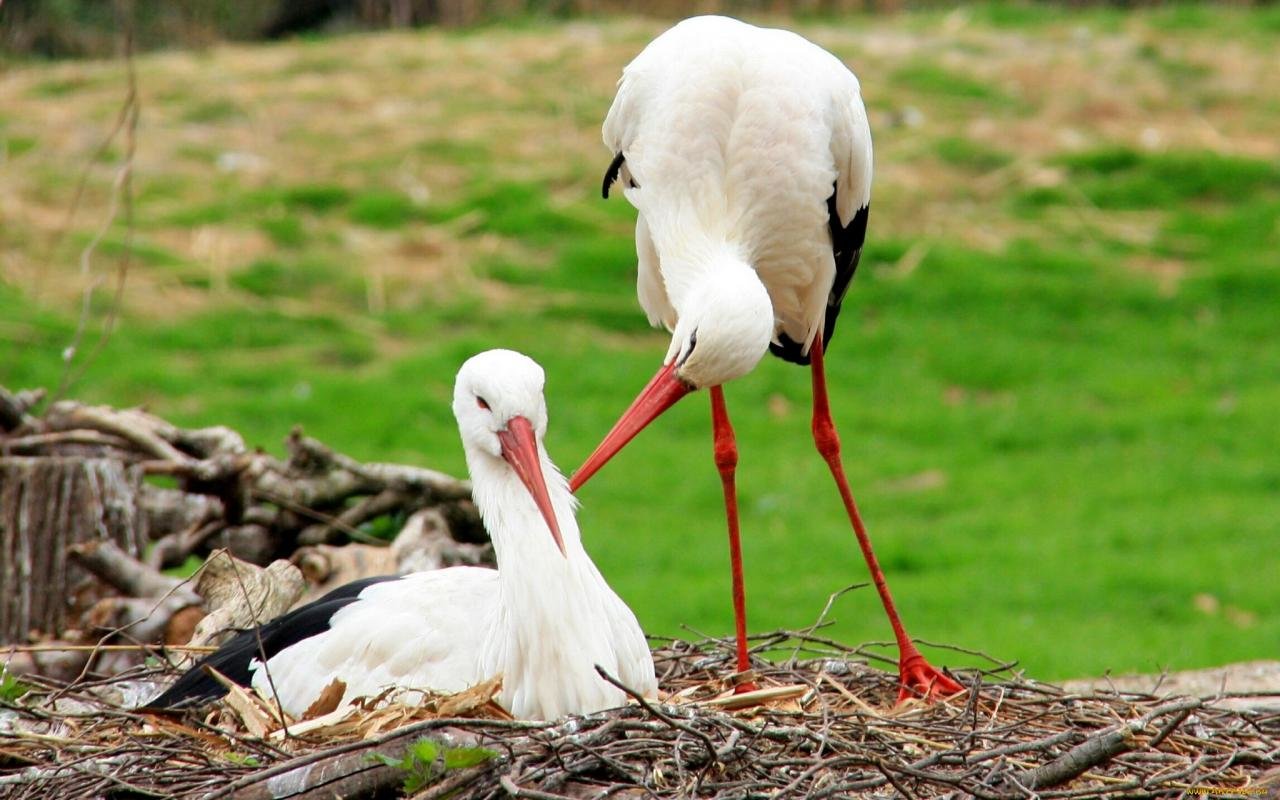 Download hd 1280x800 White Stork PC wallpaper ID:9595 for free