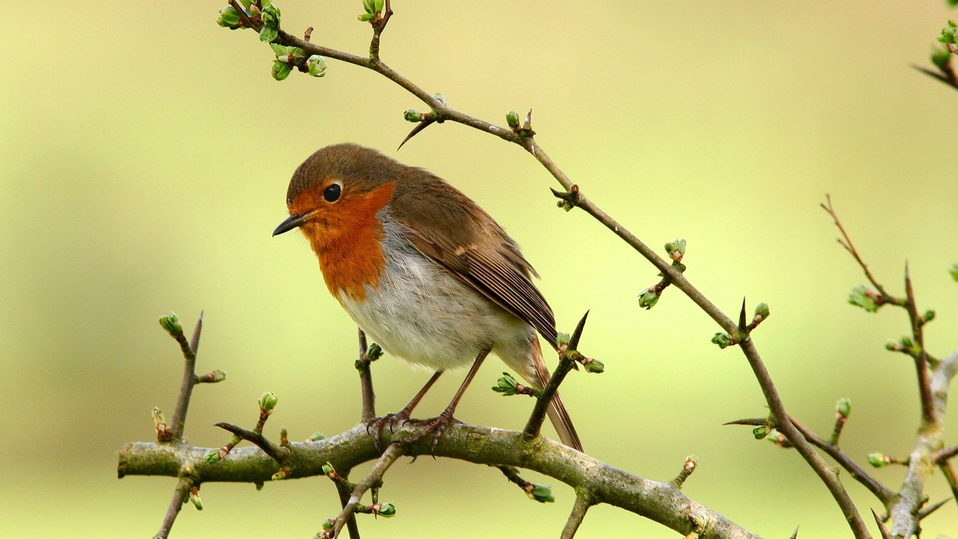 Best Robin bird background ID:360159 for High Resolution full hd 1080p computer