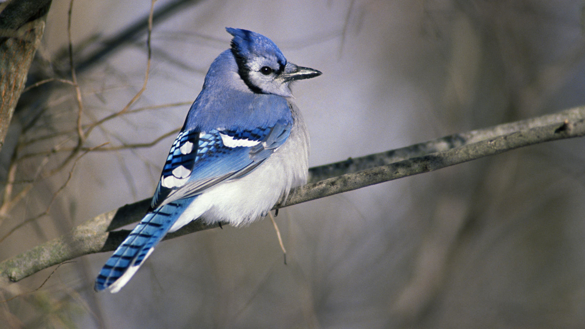 Free download Blue Jay wallpaper ID:158375 1080p for PC