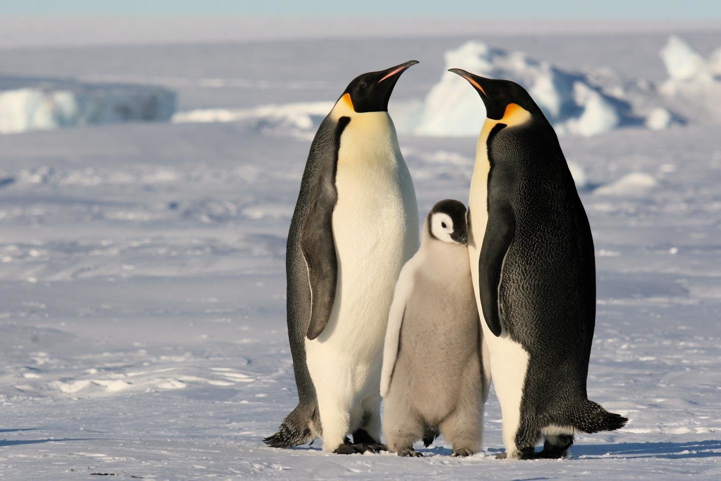 Free download Emperor Penguin wallpaper ID:47918 hd 1440x960 for PC