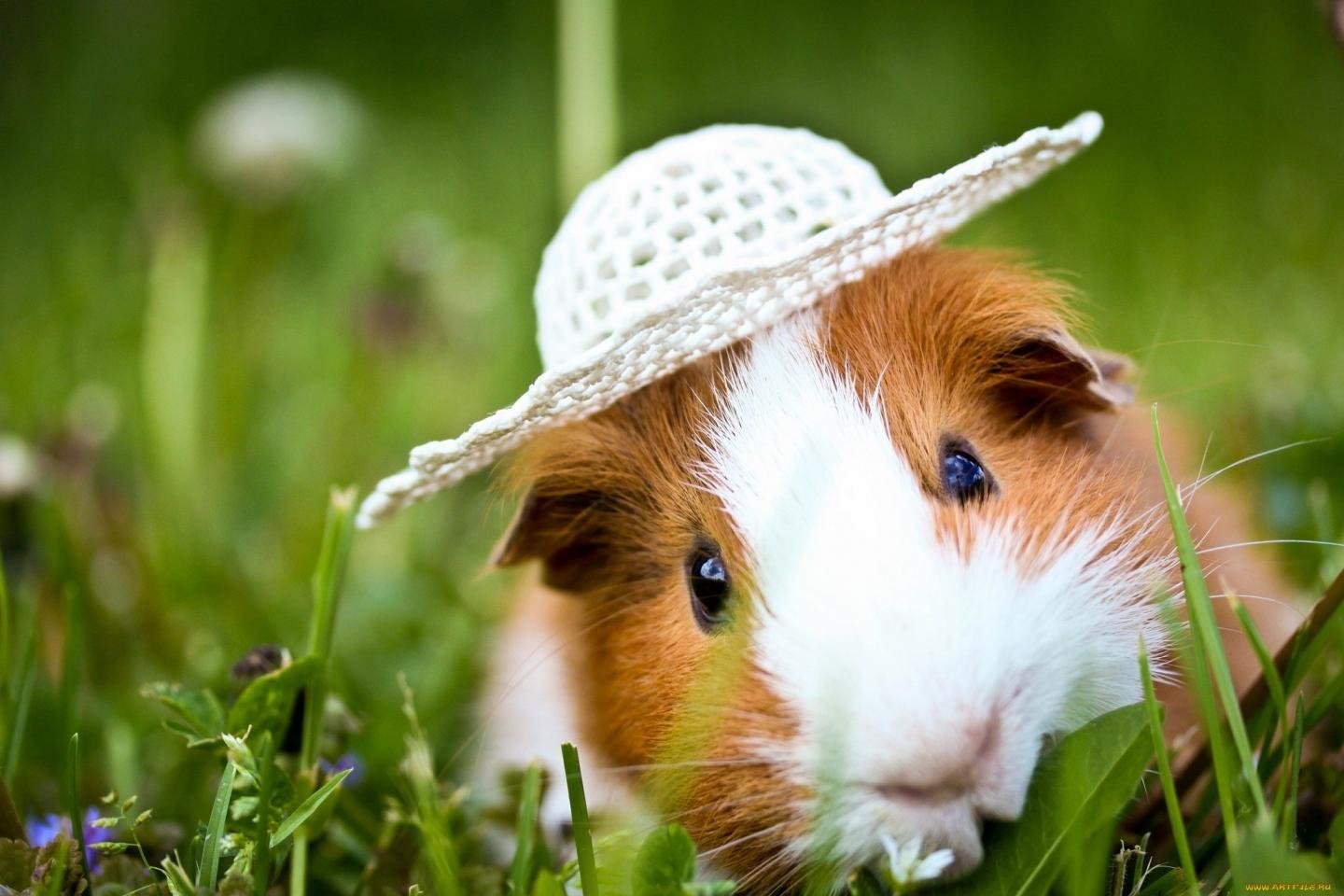 Awesome Guinea Pig free background ID:270978 for hd 1440x960 desktop