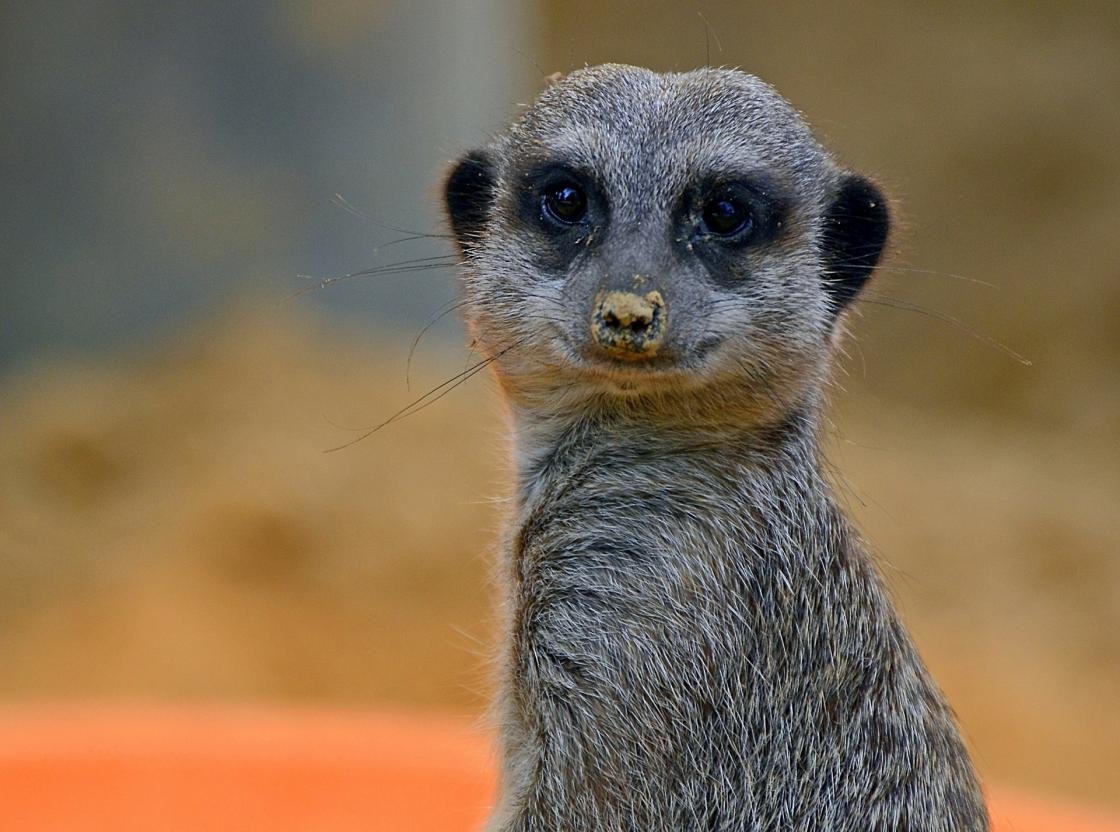 Free Meerkat high quality wallpaper ID:164583 for hd 1120x832 computer