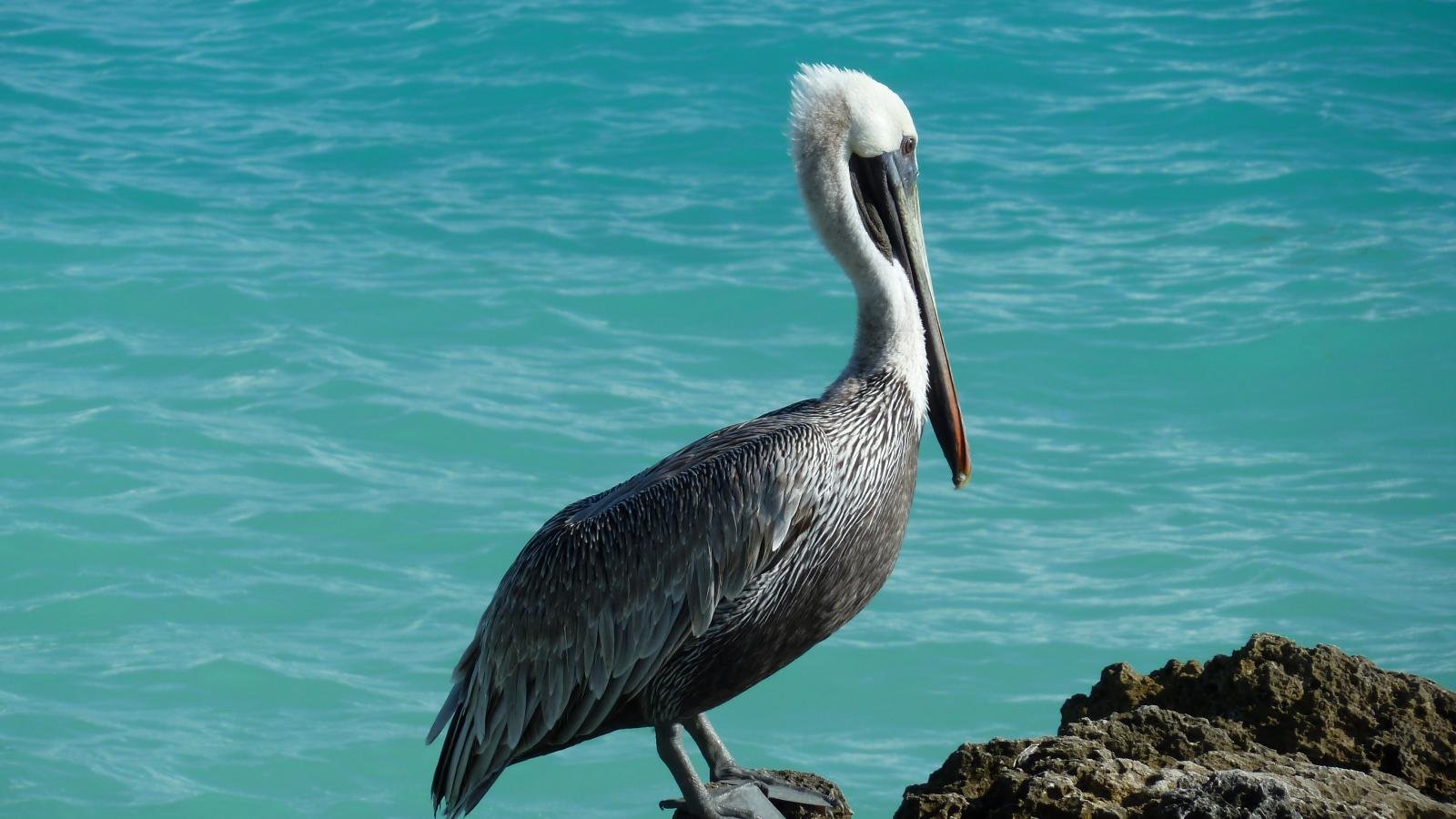 Free download Pelican background ID:189537 hd 1600x900 for PC