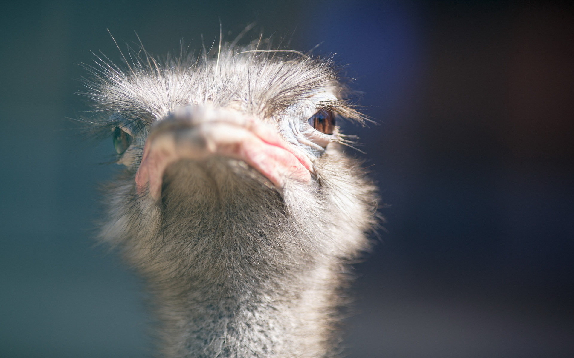 Free Ostrich high quality wallpaper ID:290157 for hd 1920x1200 computer