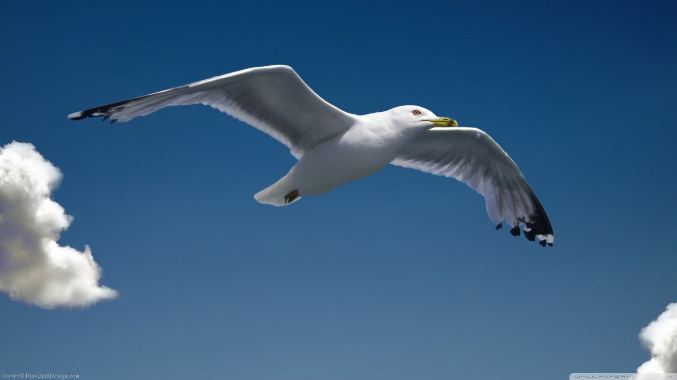 Free Seagull high quality wallpaper ID:66847 for laptop computer