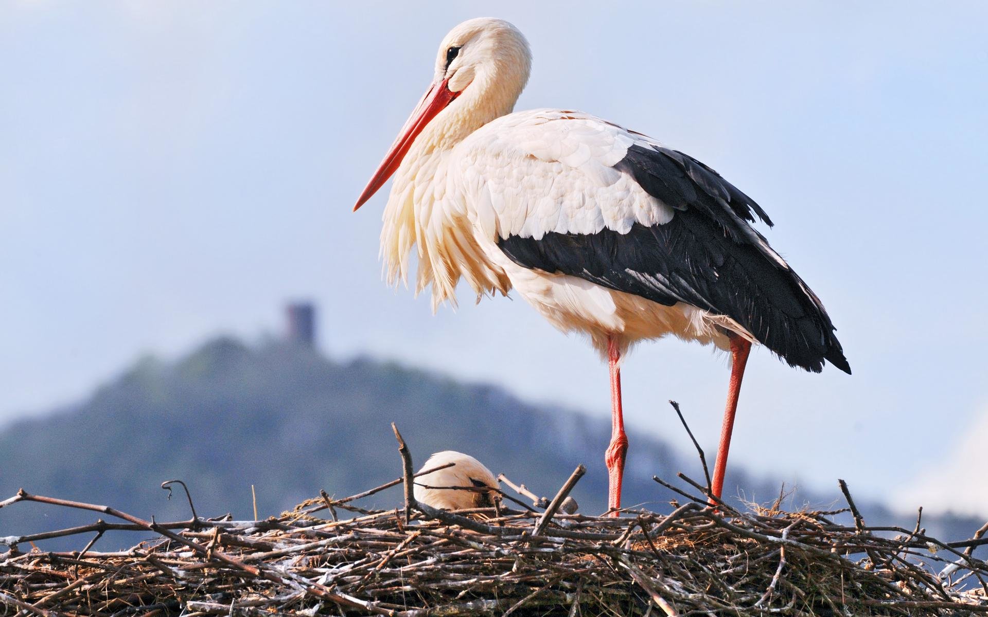 Free White Stork high quality background ID:9580 for hd 1920x1200 desktop