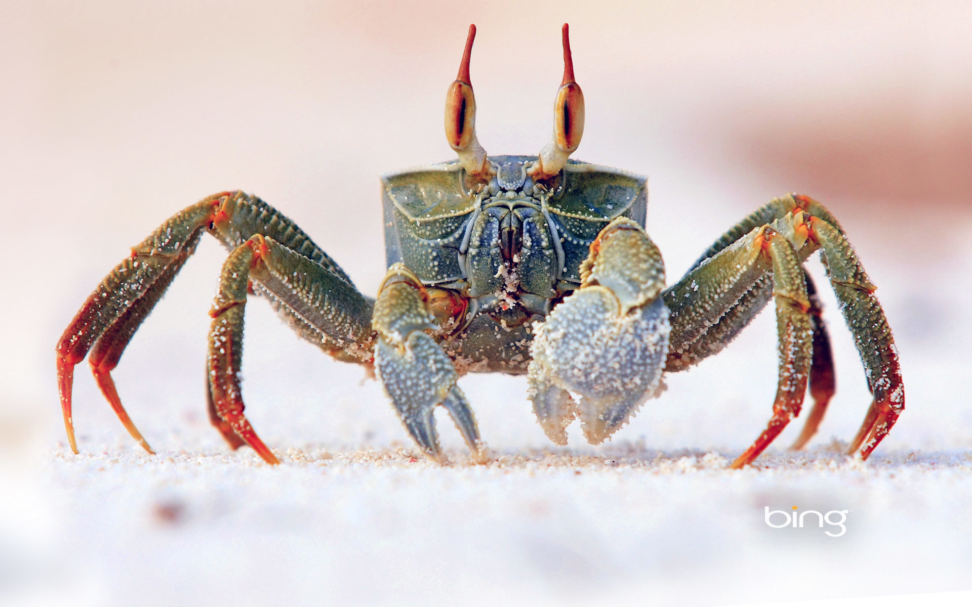 Best Crab background ID:294286 for High Resolution hd 1920x1200 PC