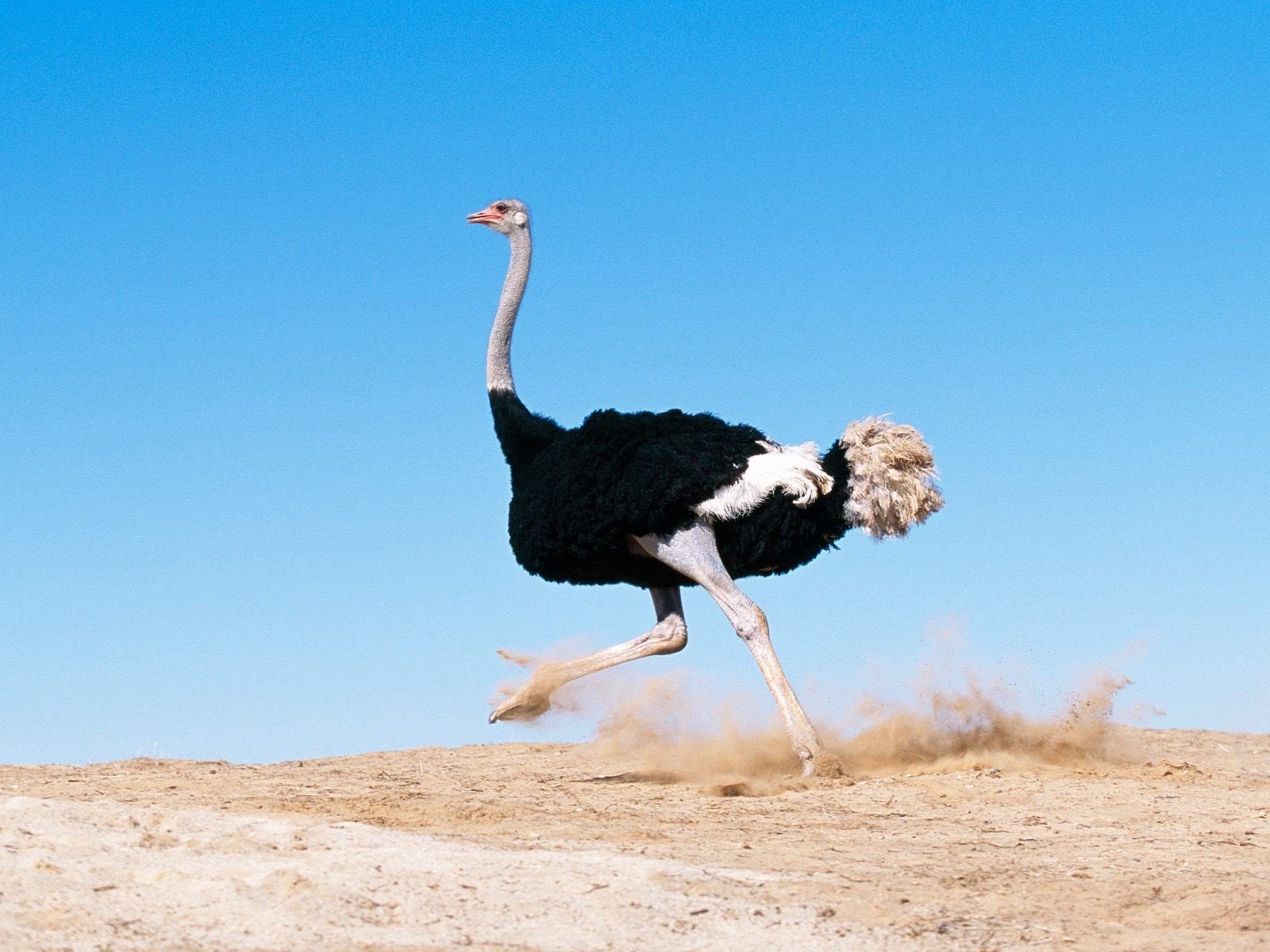 High resolution Ostrich hd 1600x1200 wallpaper ID:290149 for PC