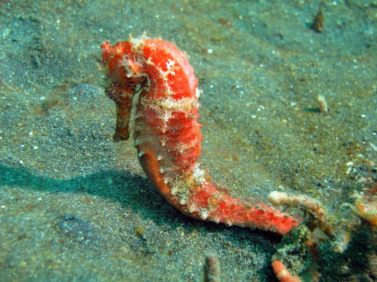 Download hd 1280x960 Seahorse PC background ID:135842 for free