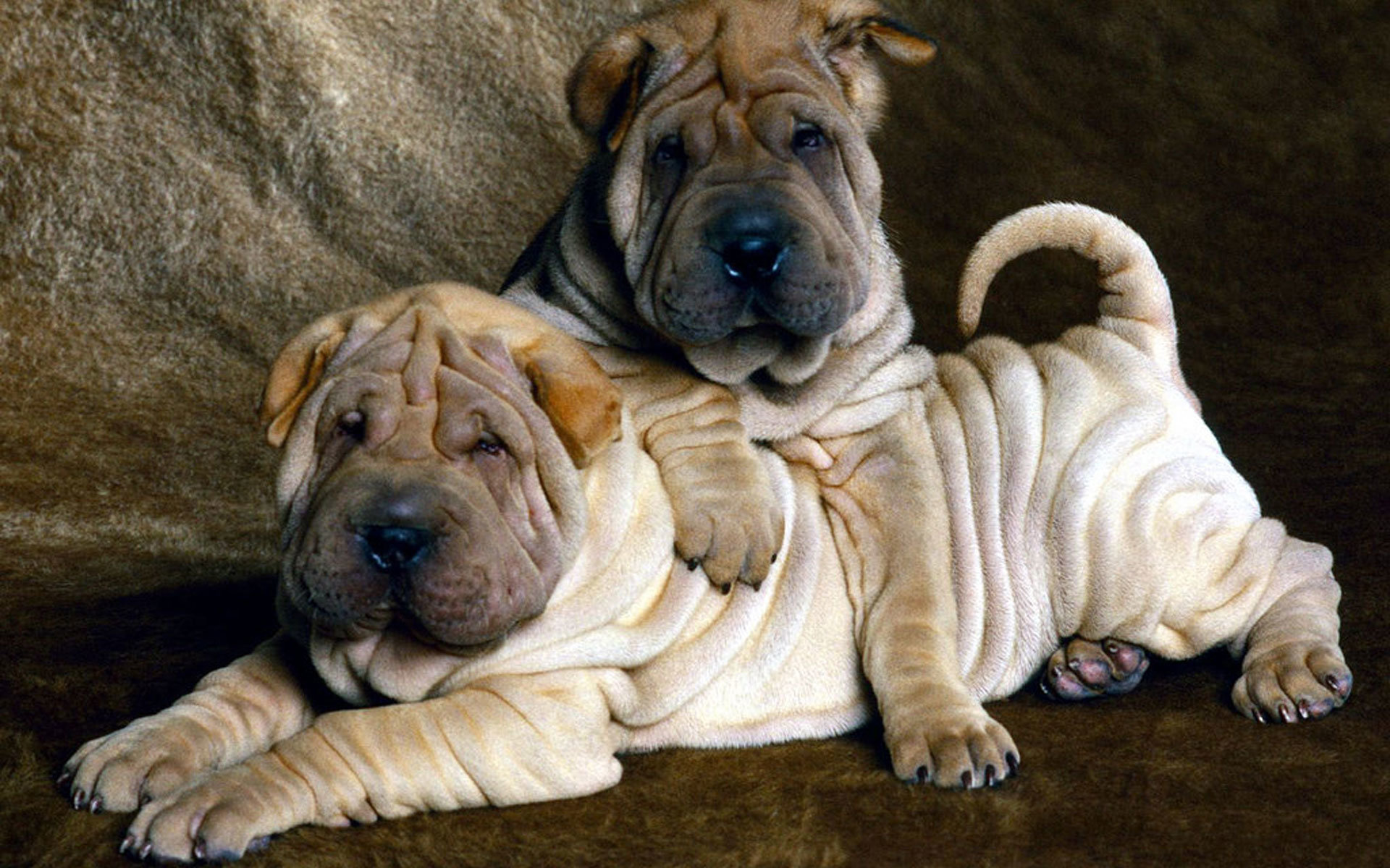 Free download Shar Pei wallpaper ID:376288 hd 1920x1200 for computer