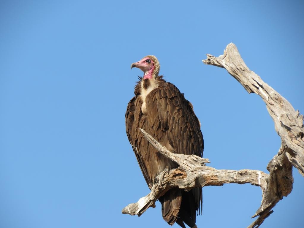 Free download Vulture background ID:82938 hd 1024x768 for desktop