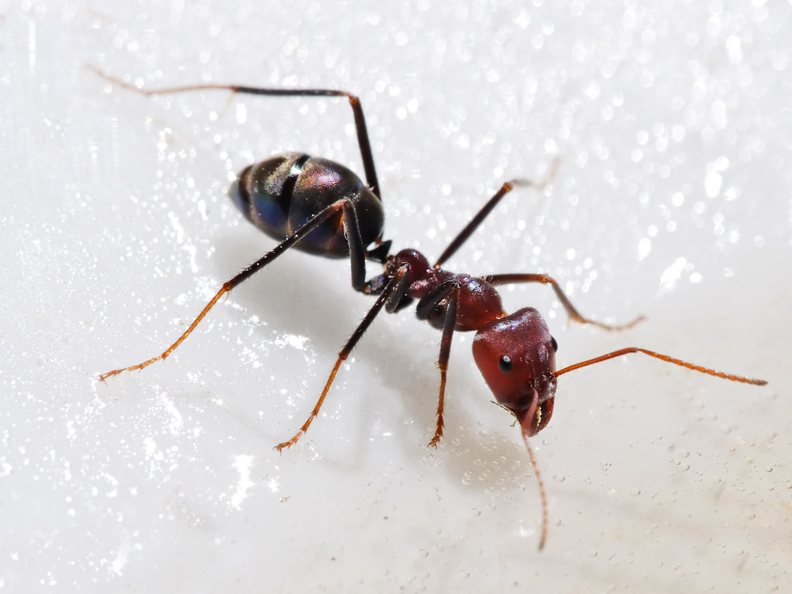 Free download Ant wallpaper ID:401335 hd 1600x1200 for computer